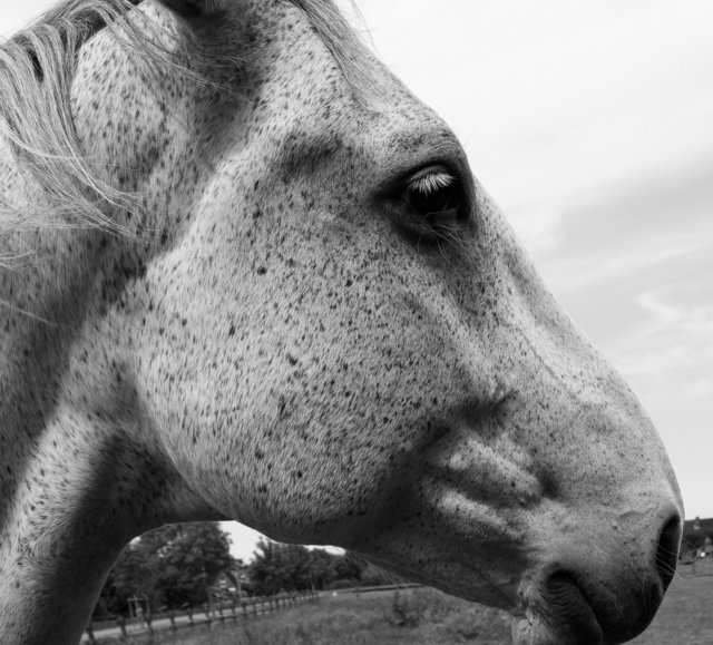 Pferdeportrait