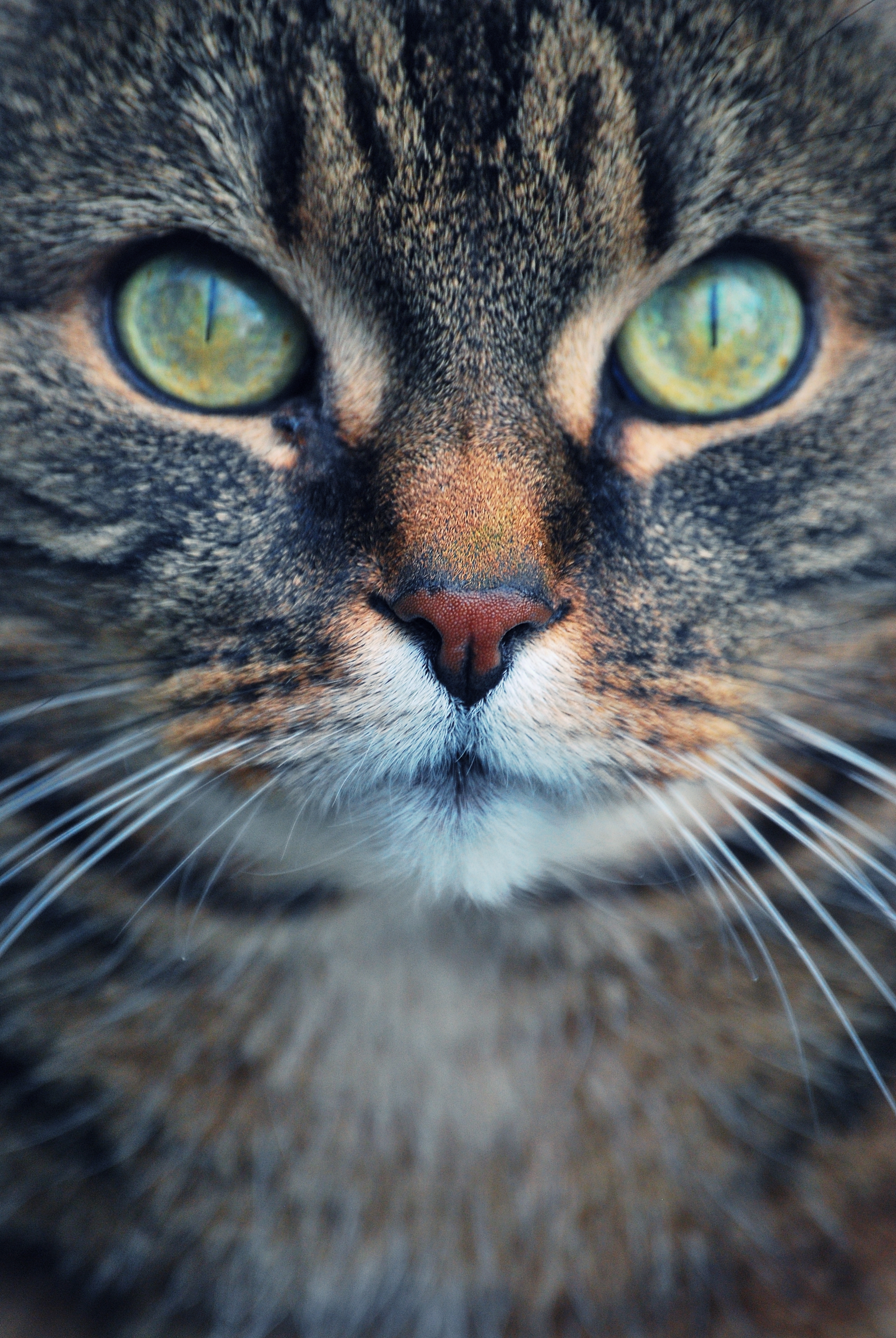 Kater