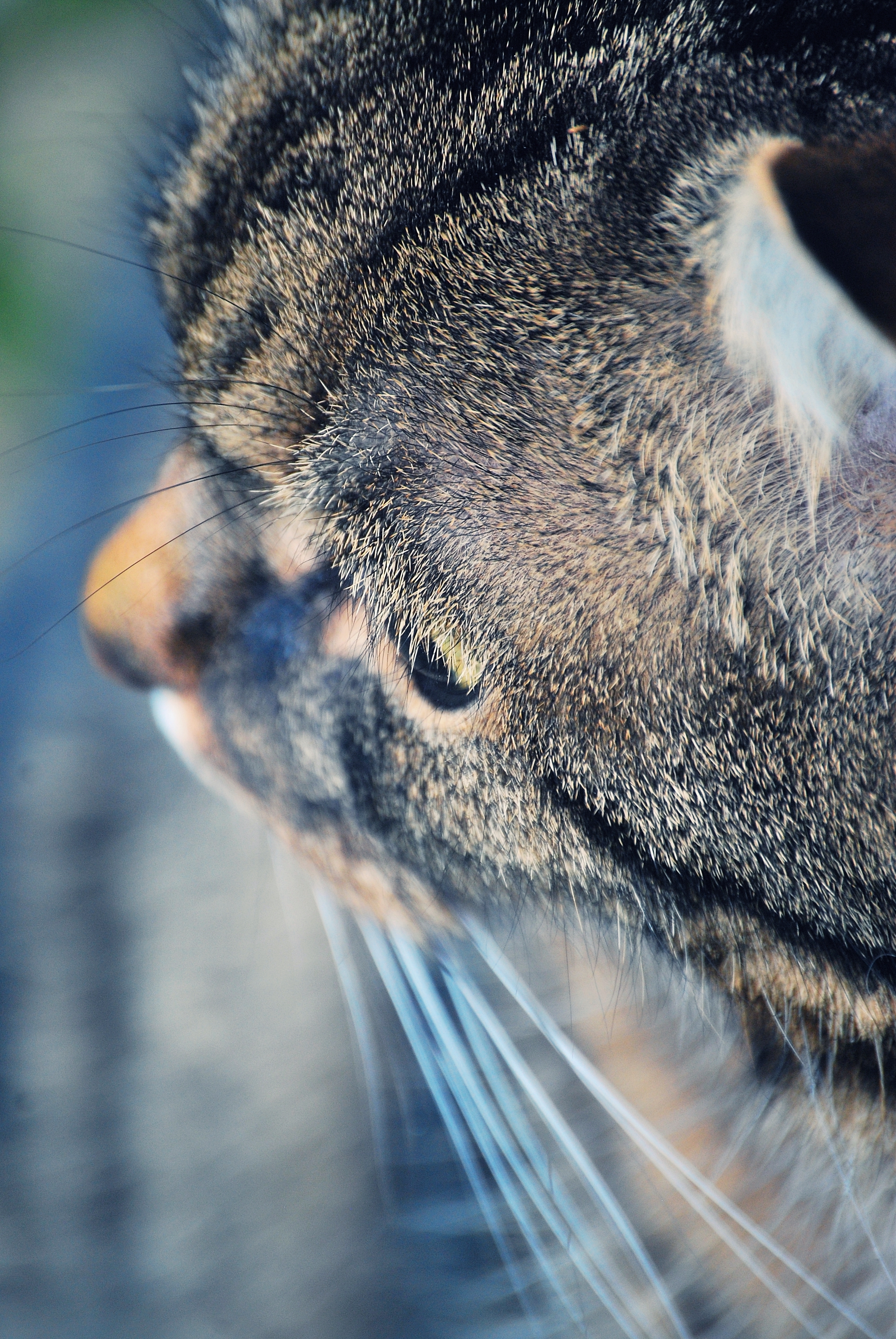 Kater2