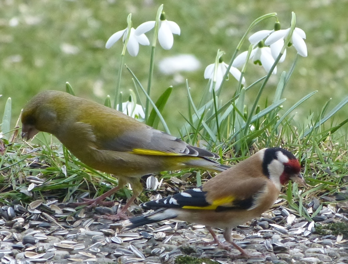 so schön ist der Frühling