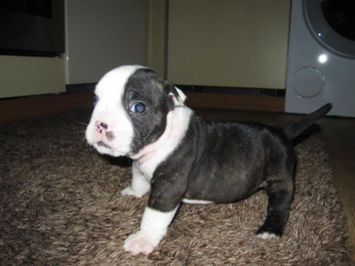 Rocky 8