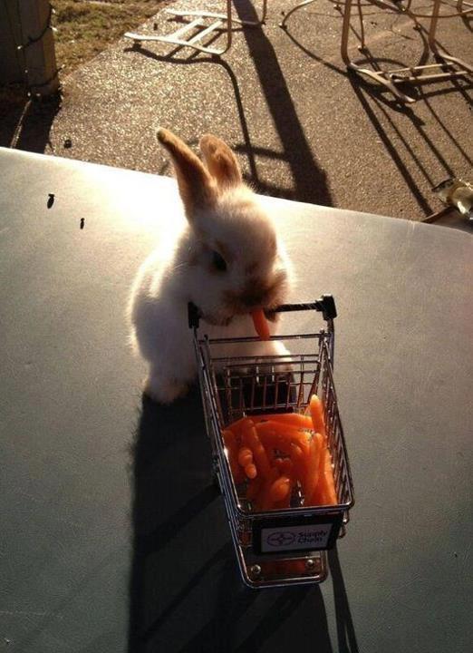 Kaninchen beim Einkaufen ;)