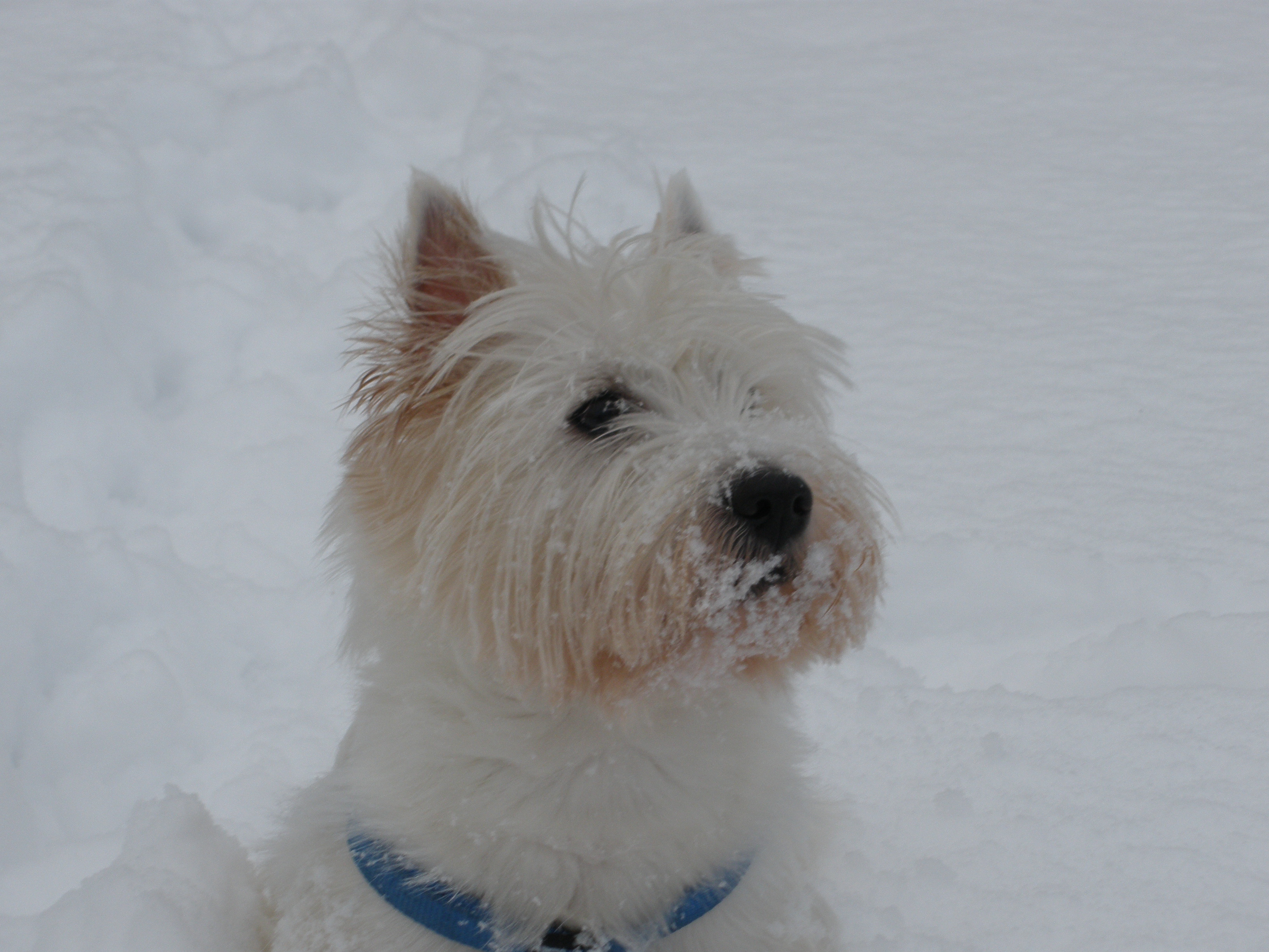 Paul im Schnee