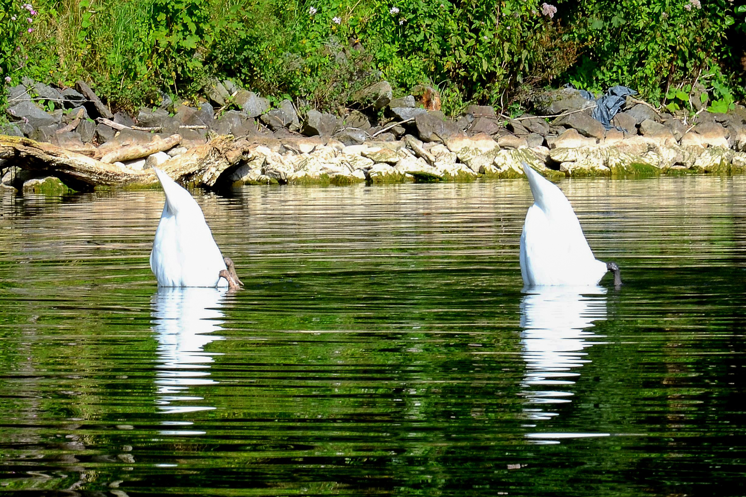 schwanensee (wasserballet)