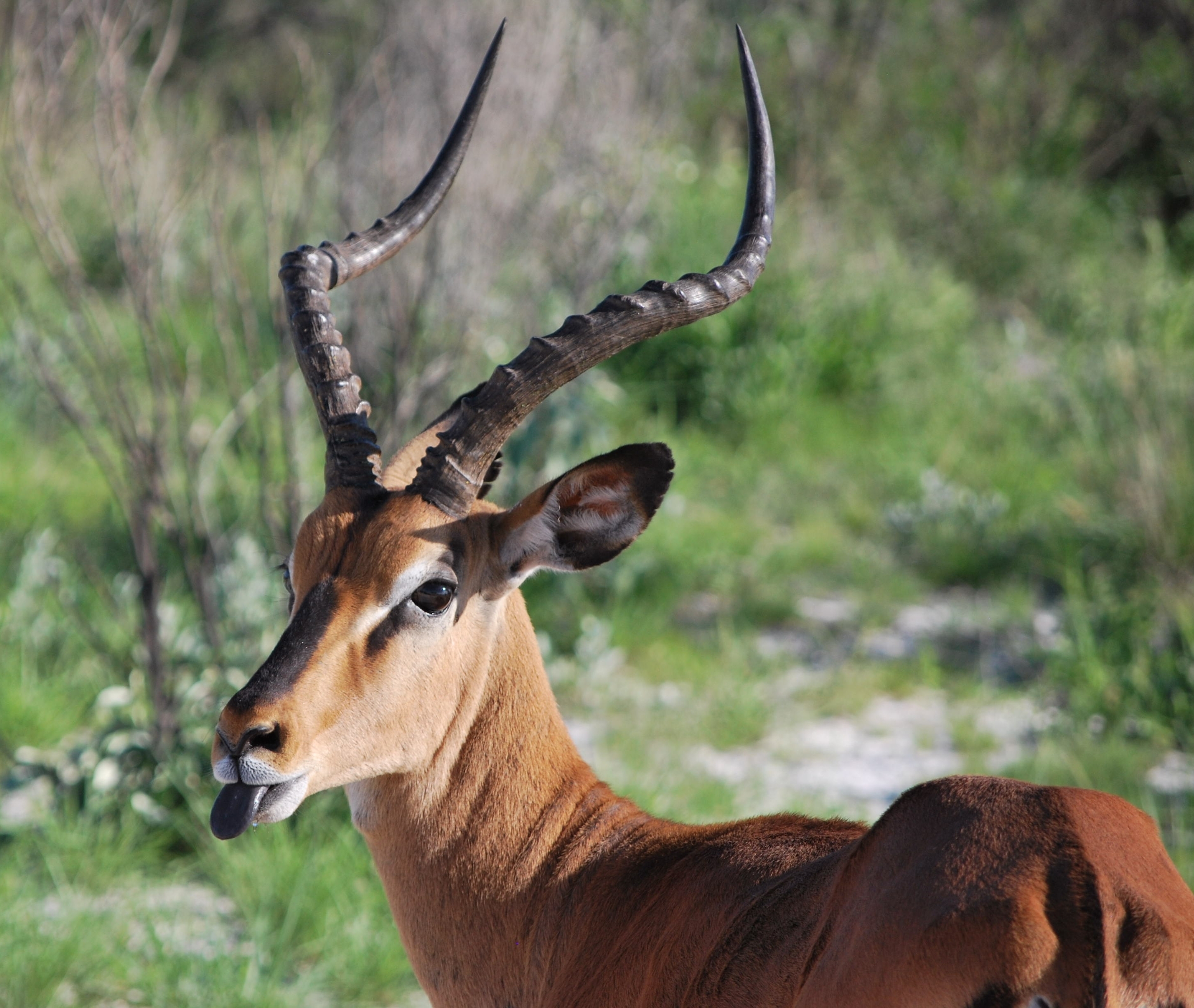 Schwarzgesicht-Impala im Etosha-Nationalpark, Namibia