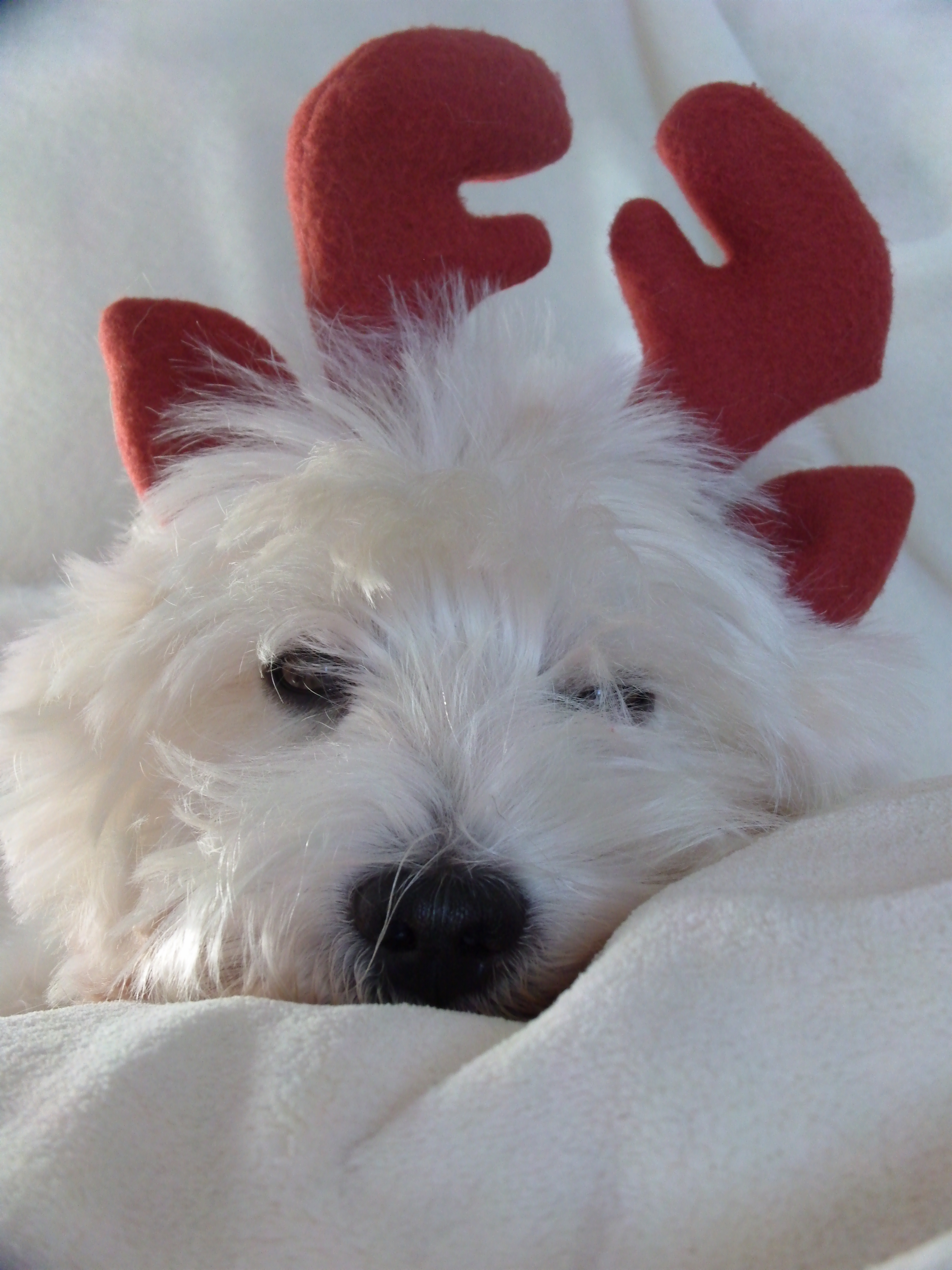 Müder Rentierwestie