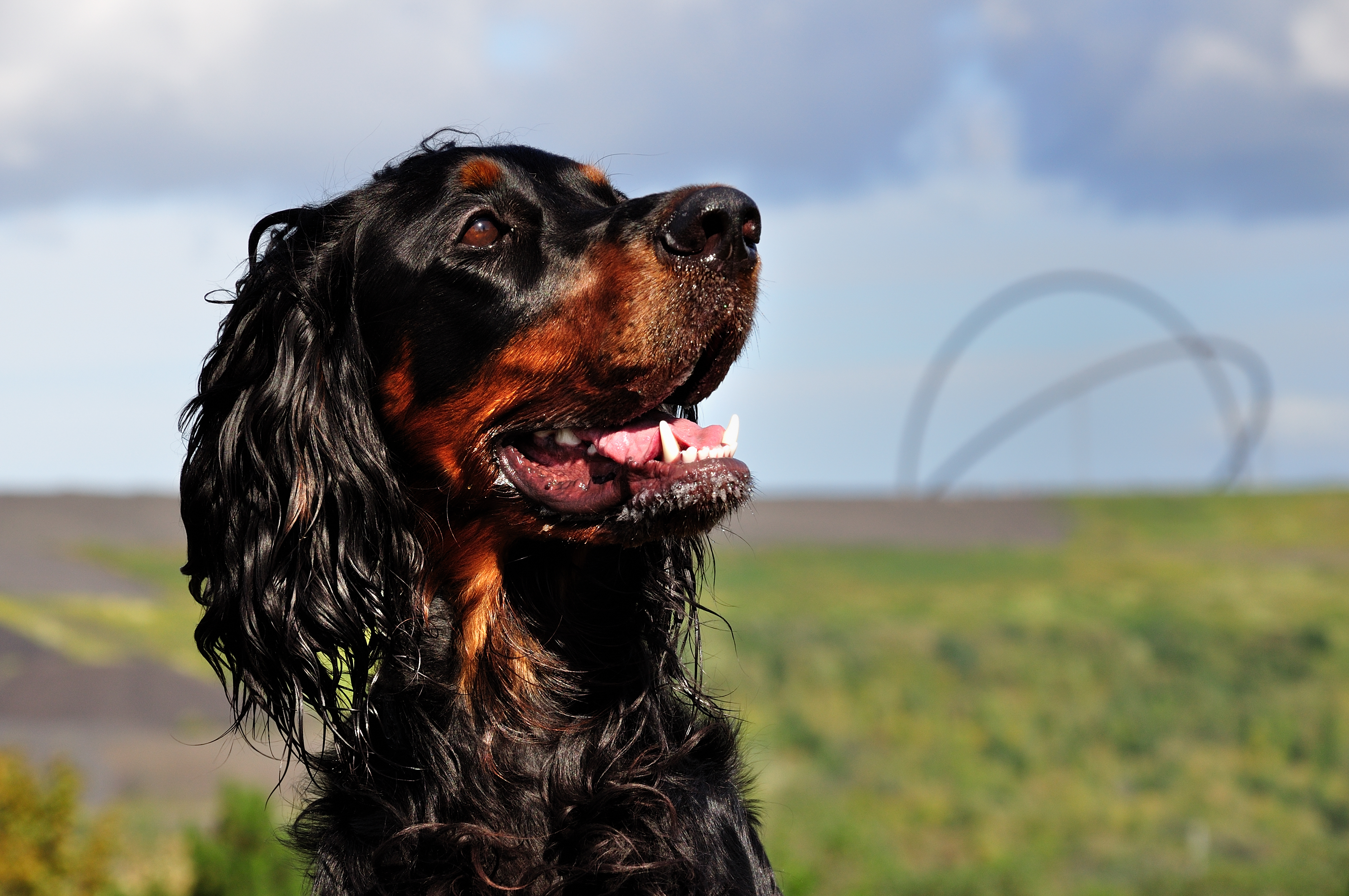 Eve, Gordonsetter
