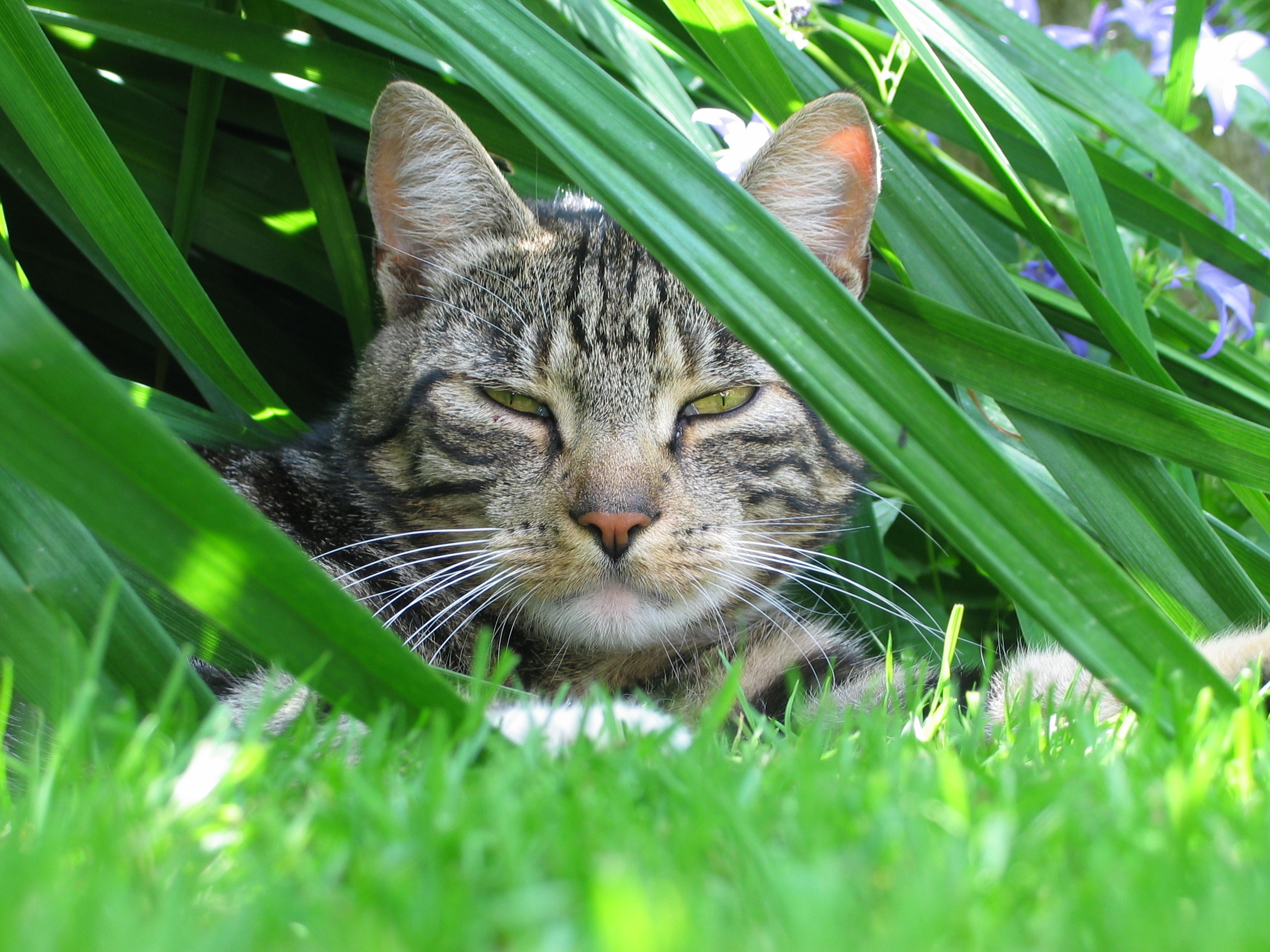 Tiger im Garten