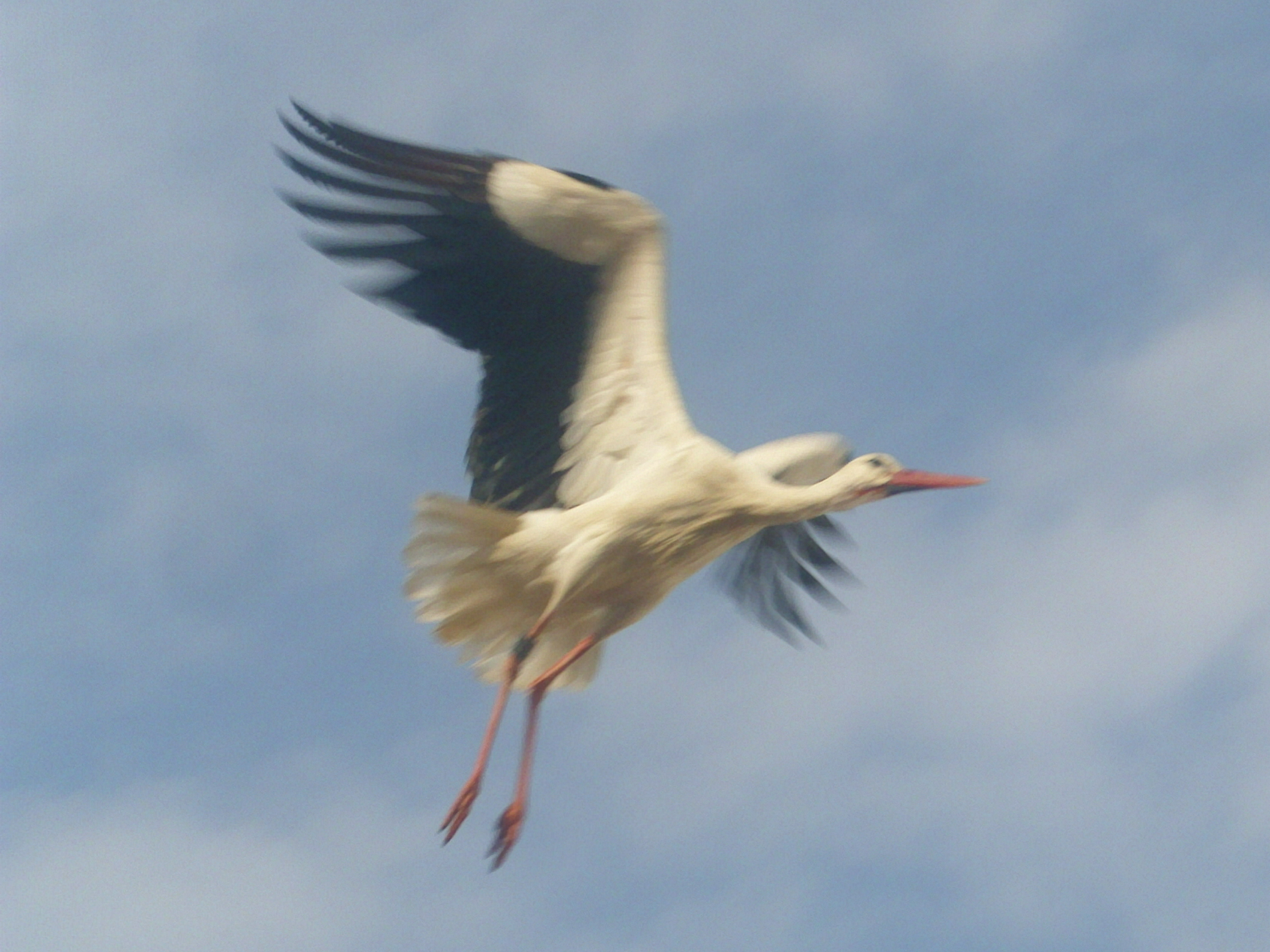 Storch im Anflug