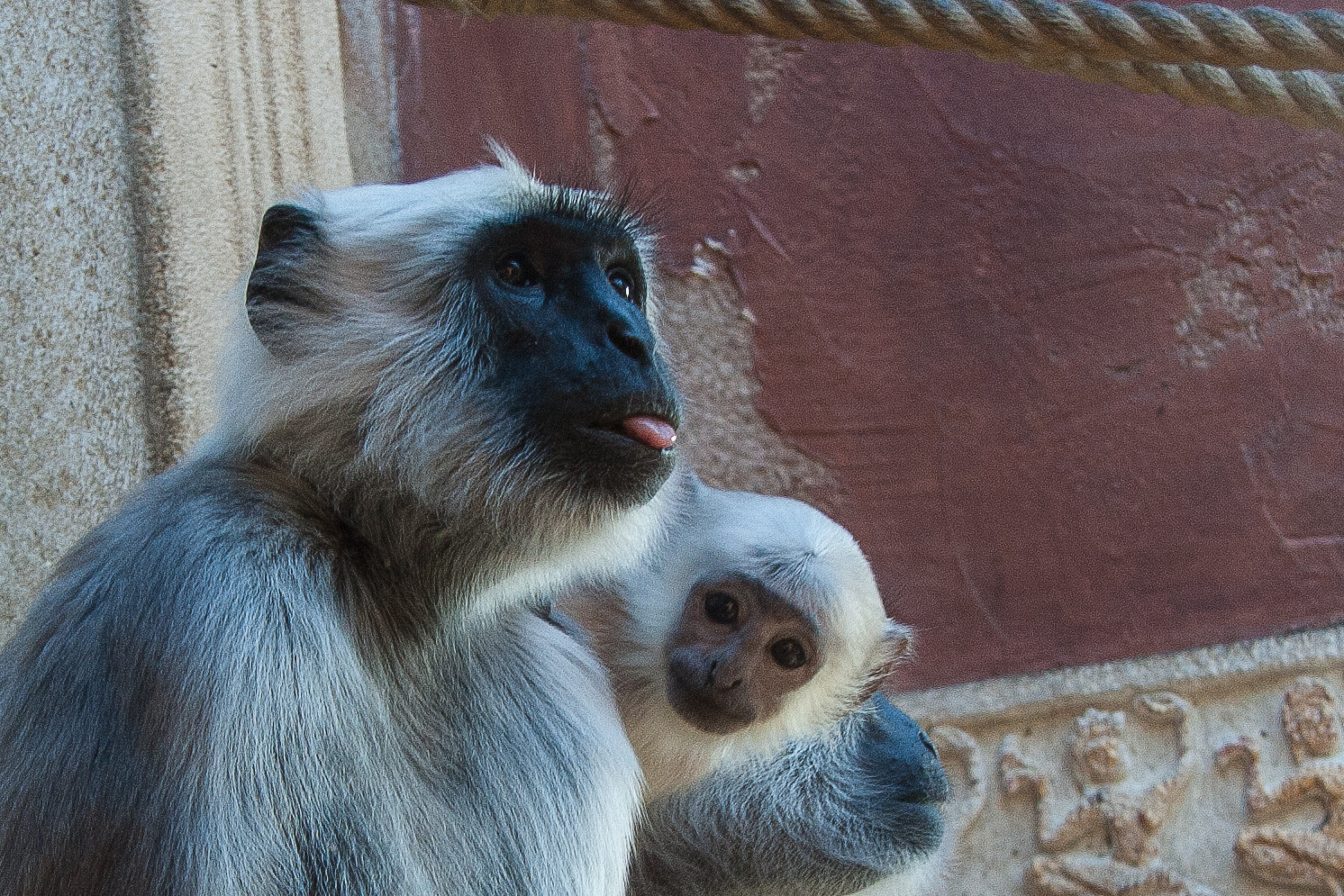 affe im zoo