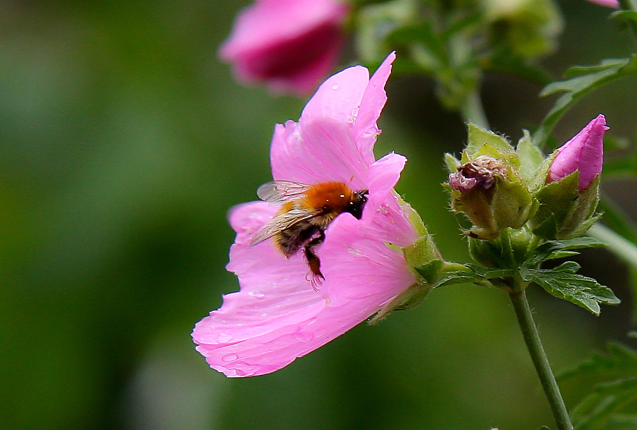 mc pollen fly in