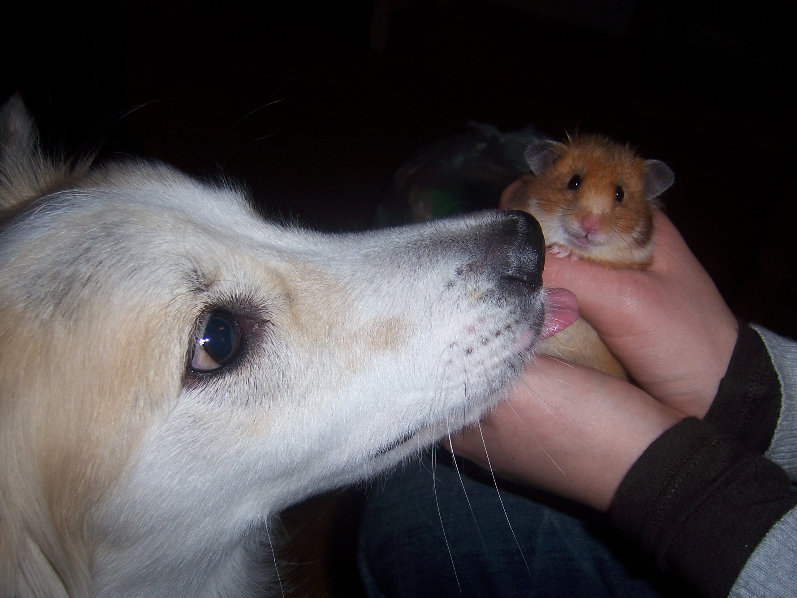 Hamsterwäsche