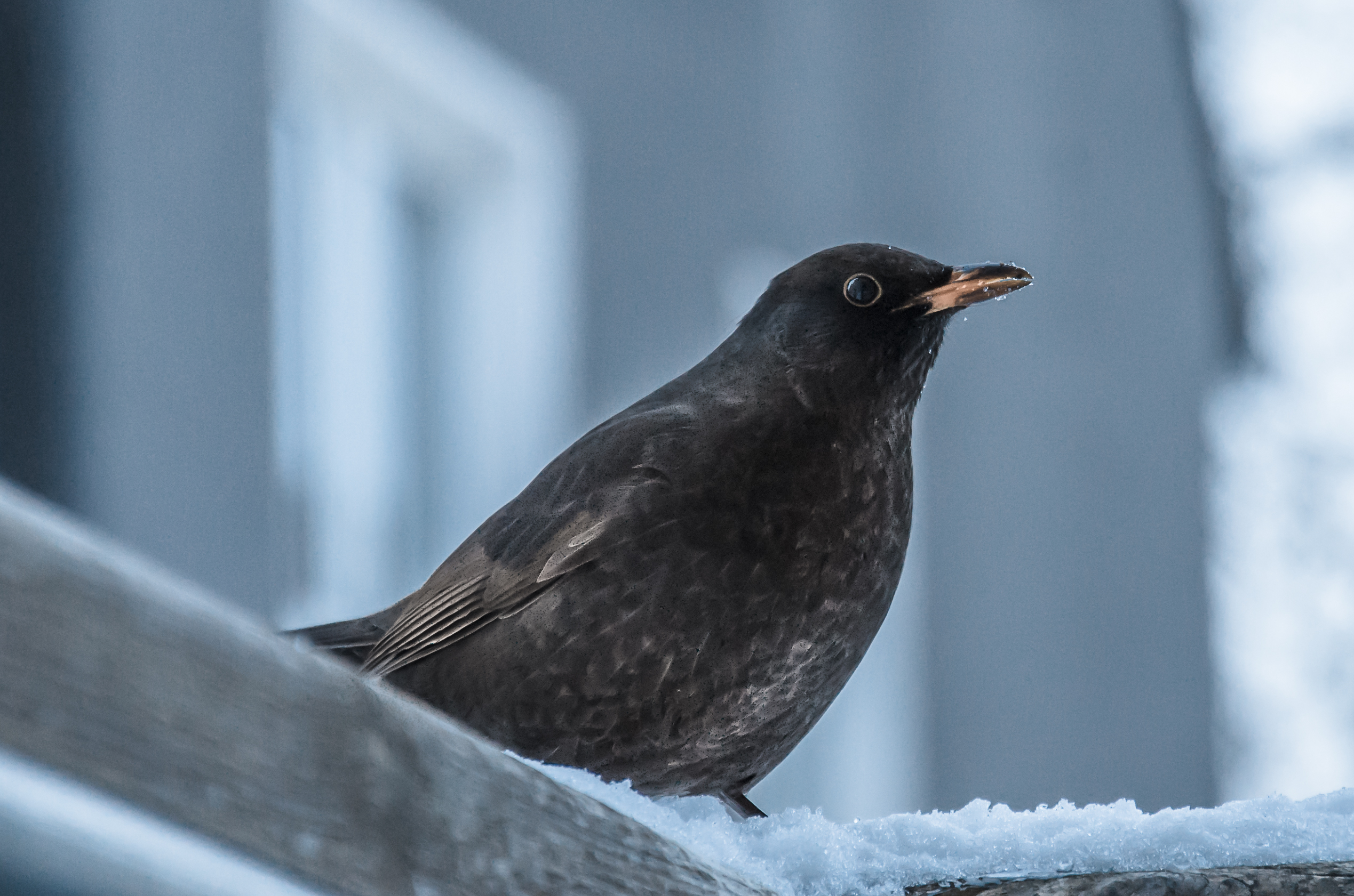 amsel in balkonien
