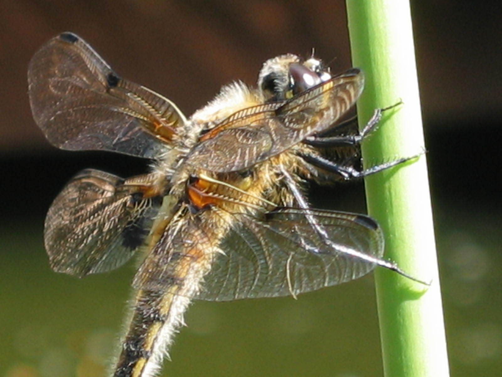 Libelle im Sommer