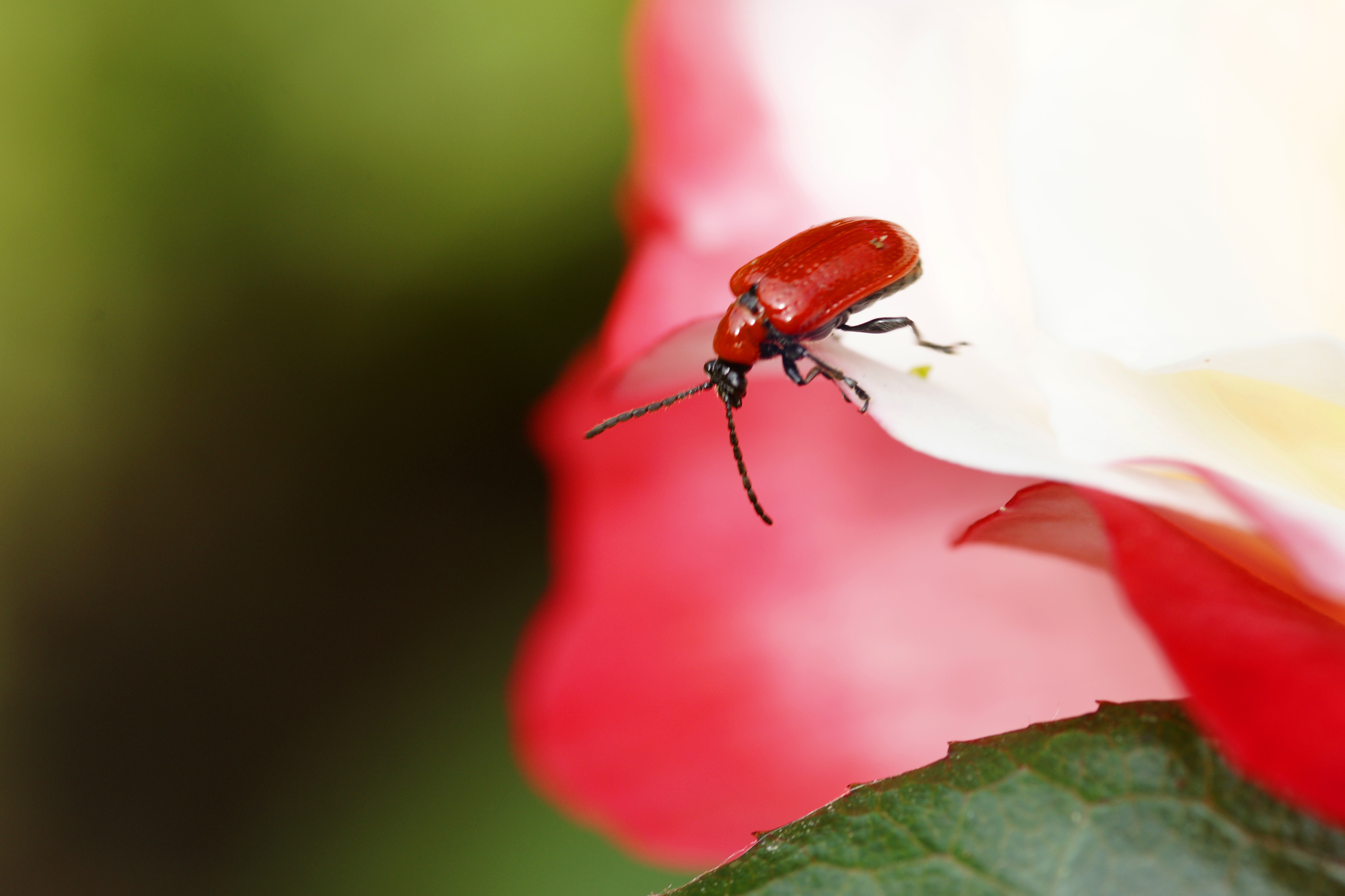Ins rechte Licht gesetzt. Kleiner Lilienkäfer auf einem Lilienblütenblatt.