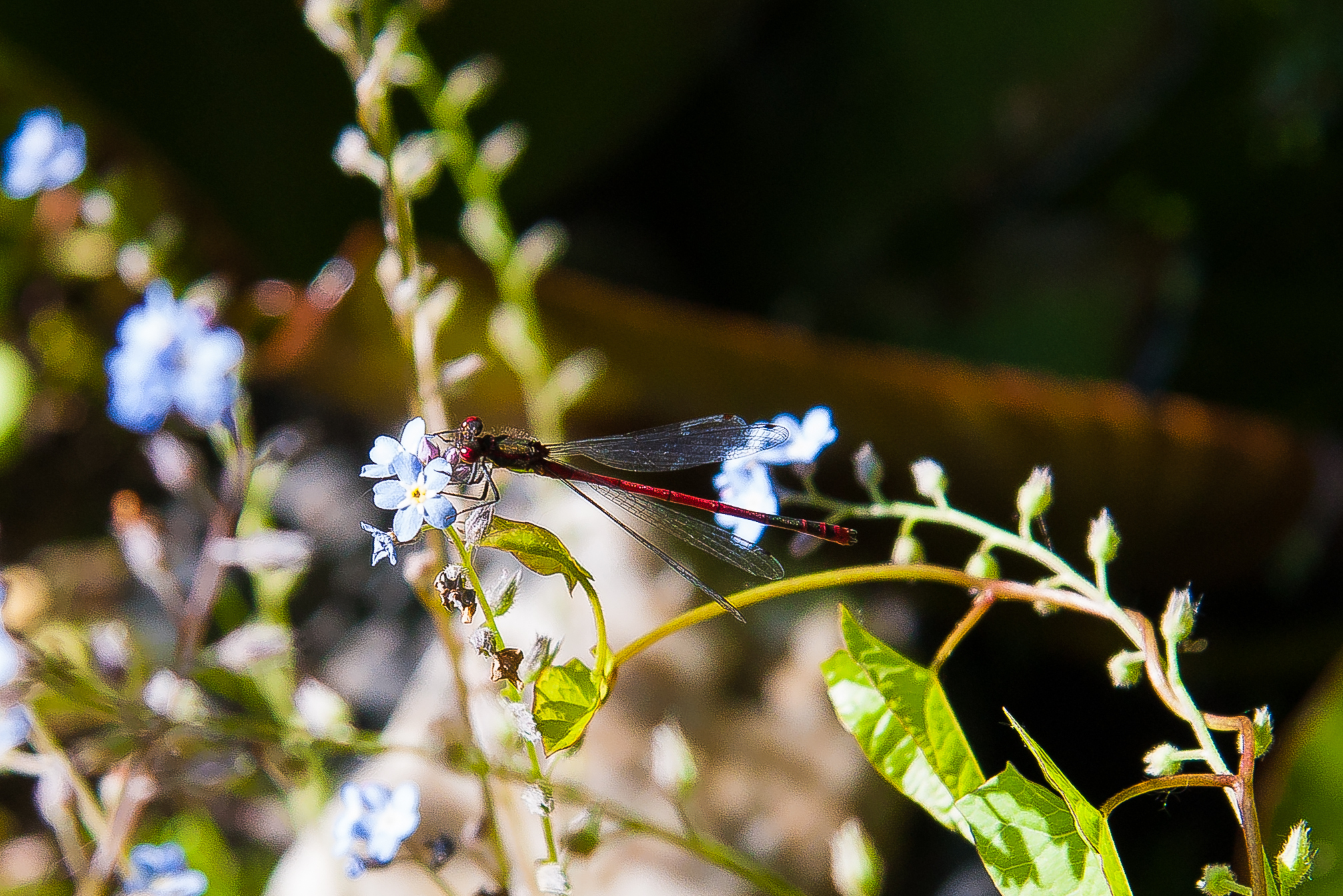 Adonislibelle