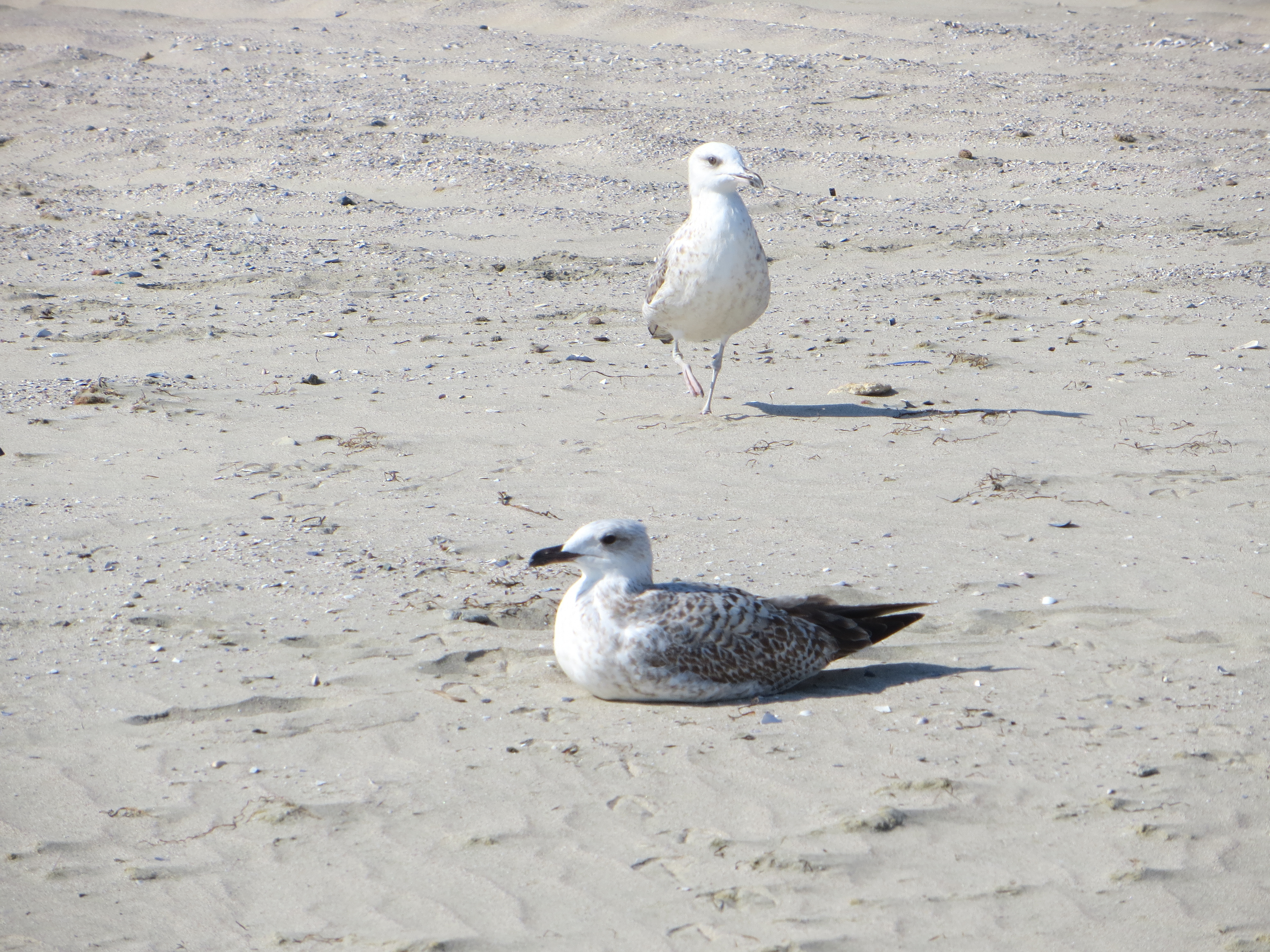 Strandspaziergang
