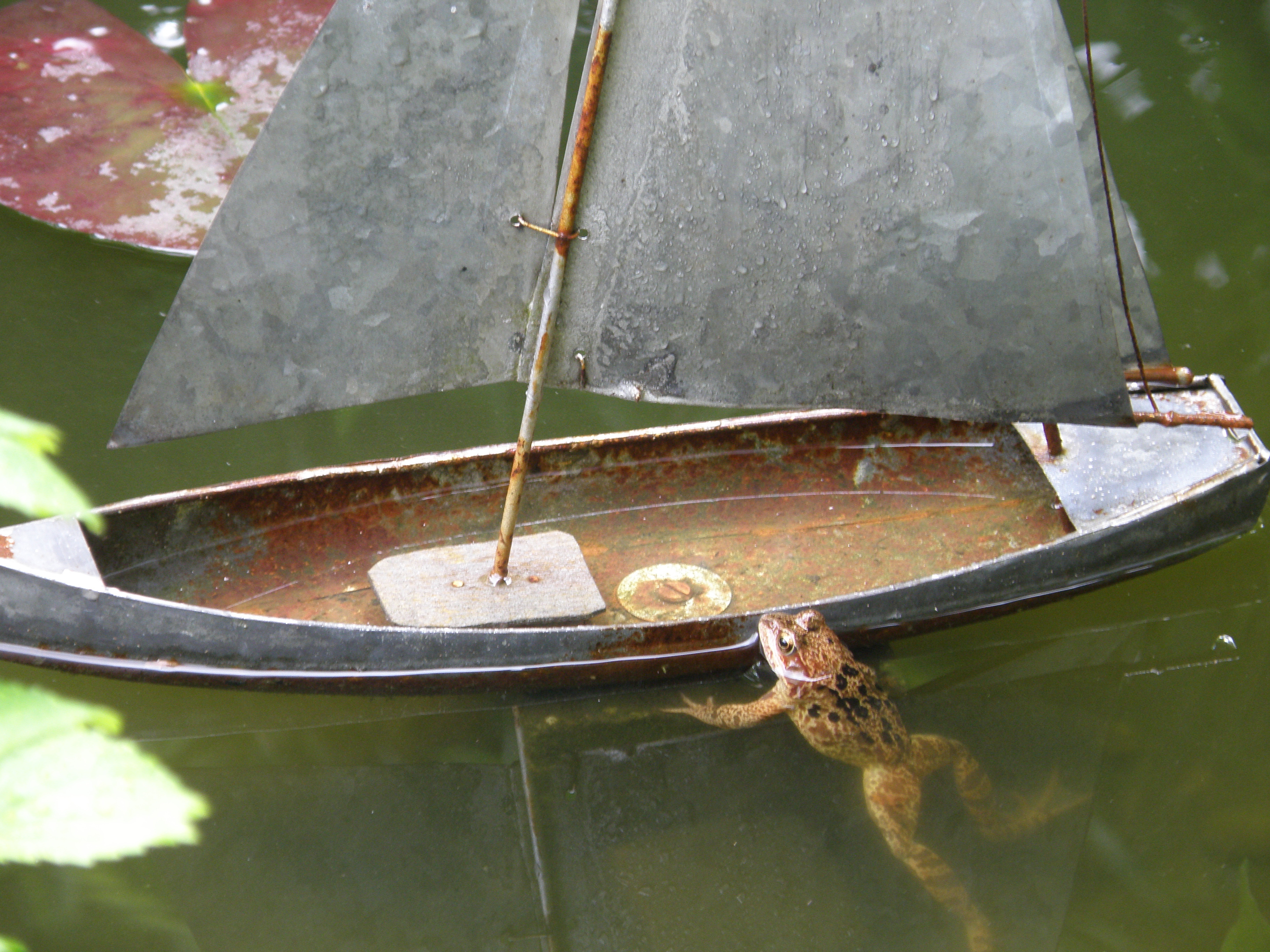 ...mein Garten, mein Teich, mein Segelschiff....