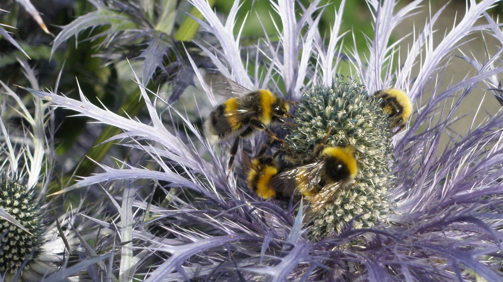 Fleißige Bienen im nördlichsten botanischen Garten der Welt
