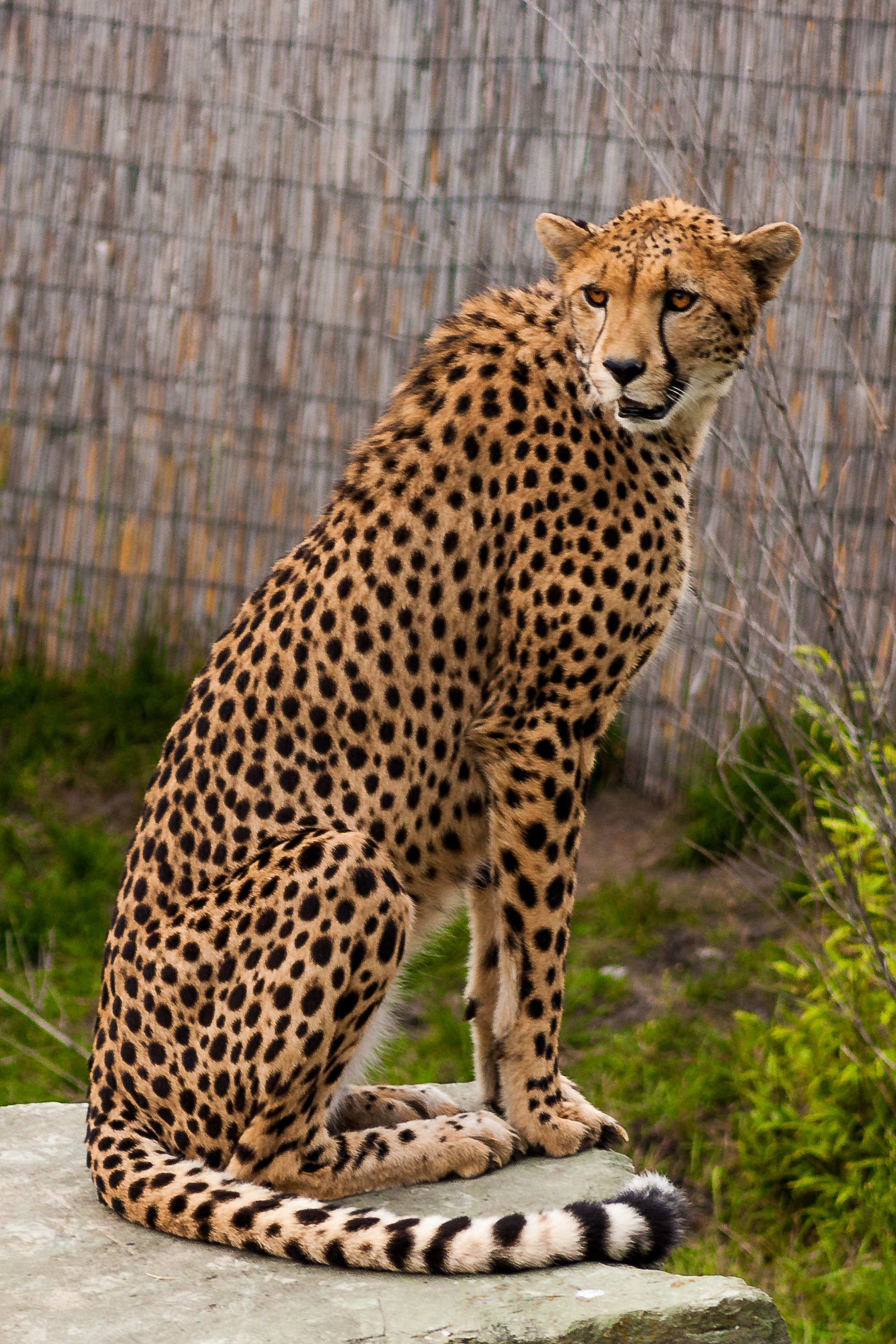 Gepard