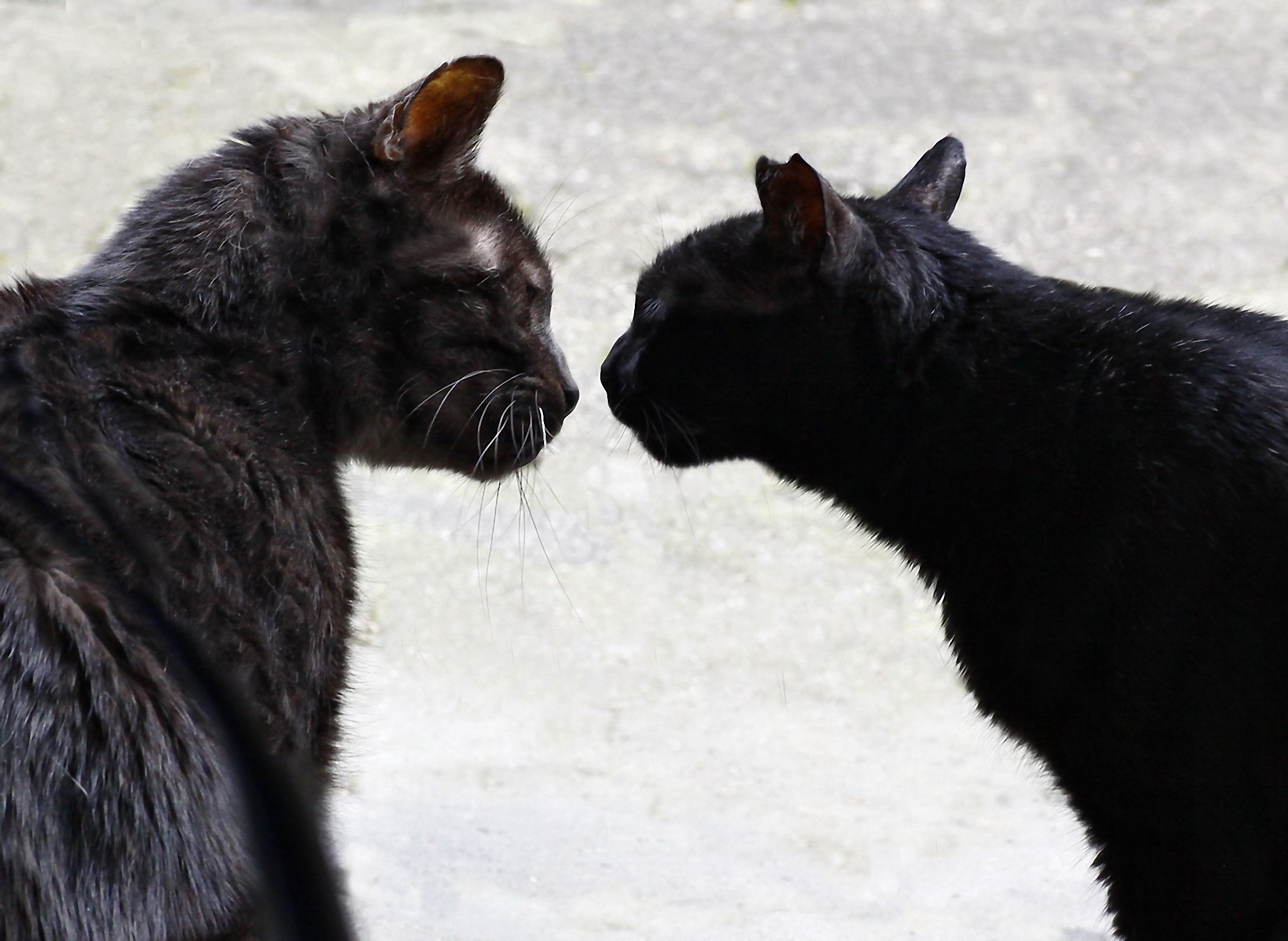 Love is in the air