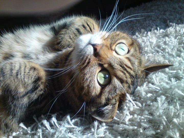 Sunny liebt die Sonne