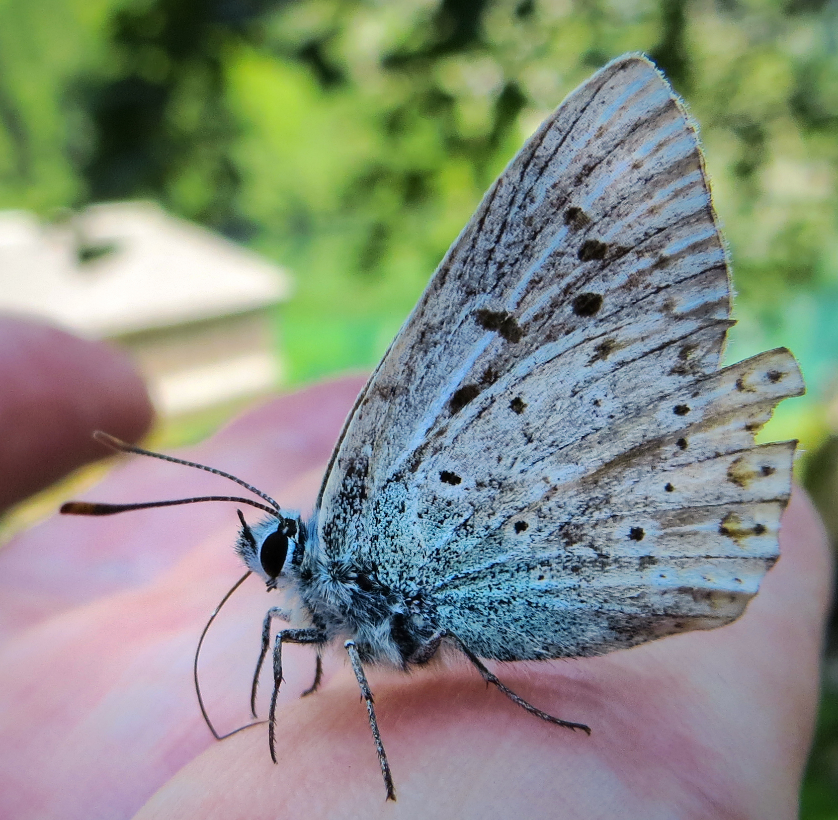 Schmetterling