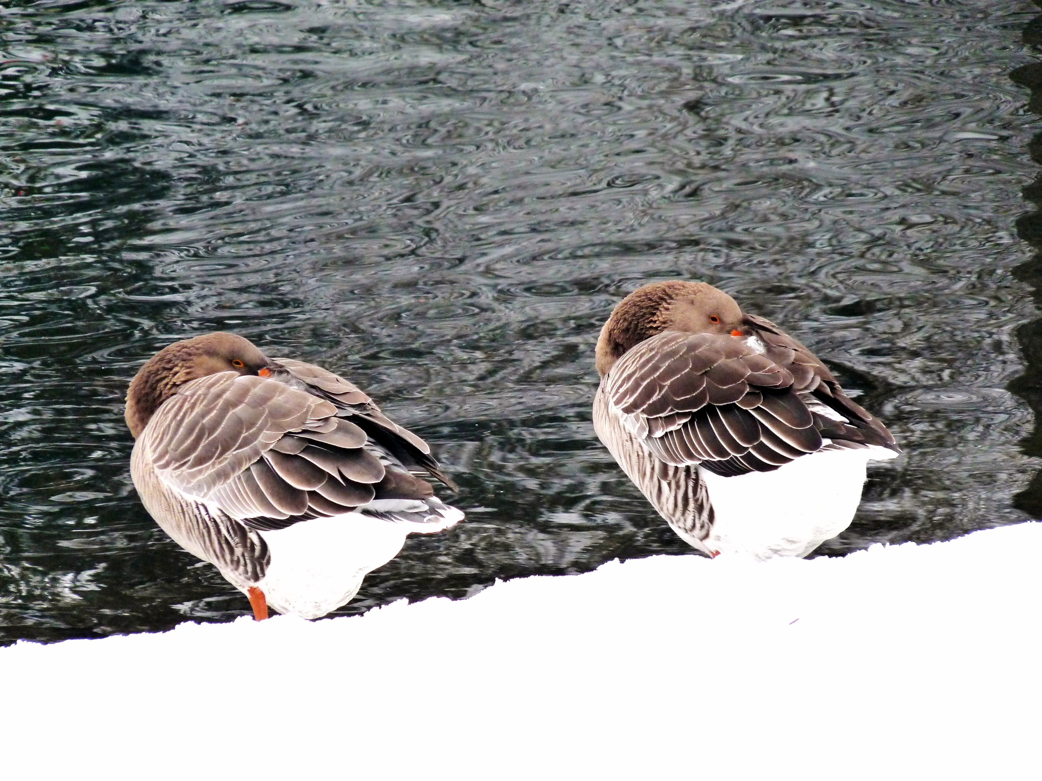 Enten im Schnee