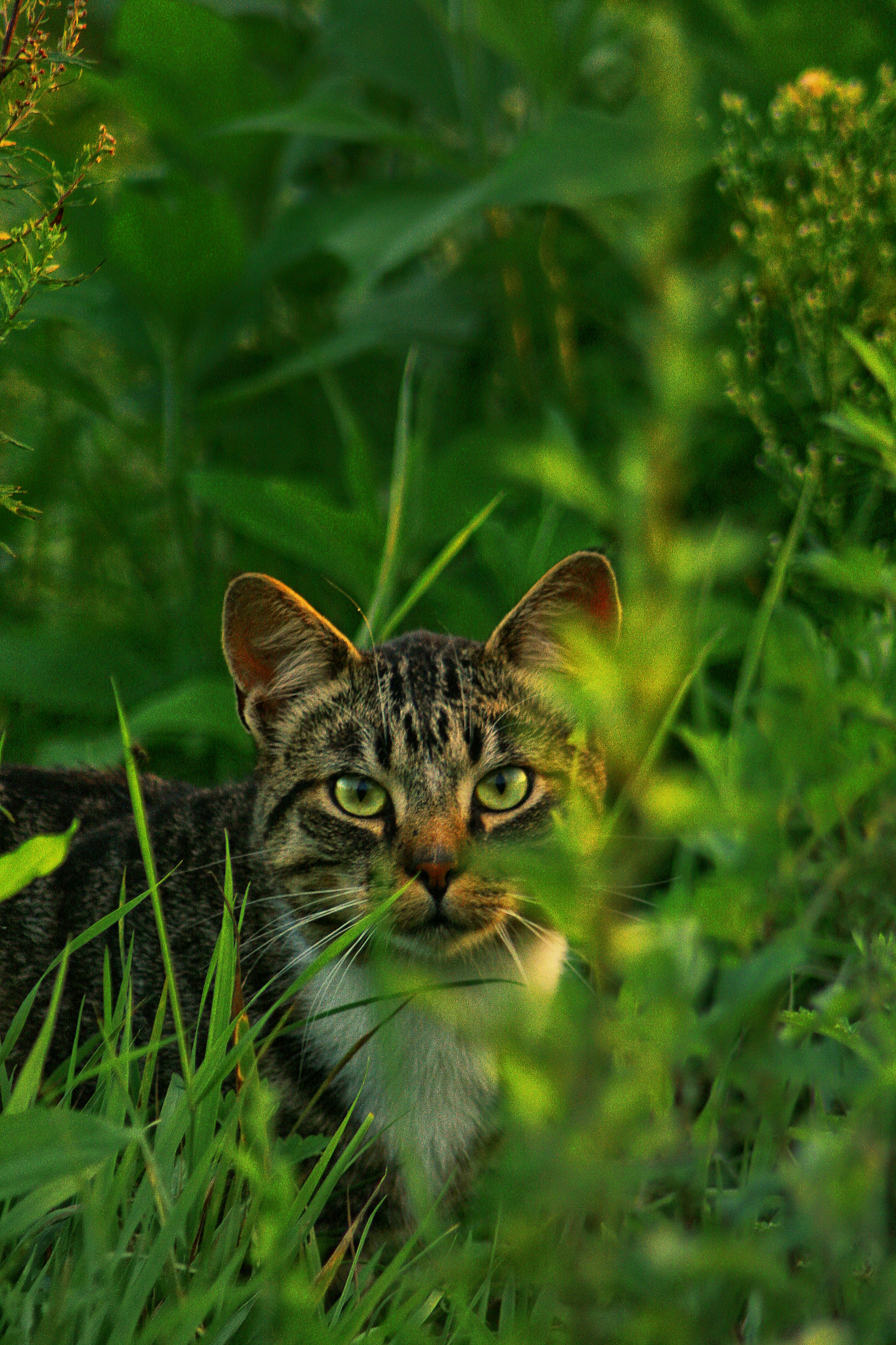 Was guckst du?!