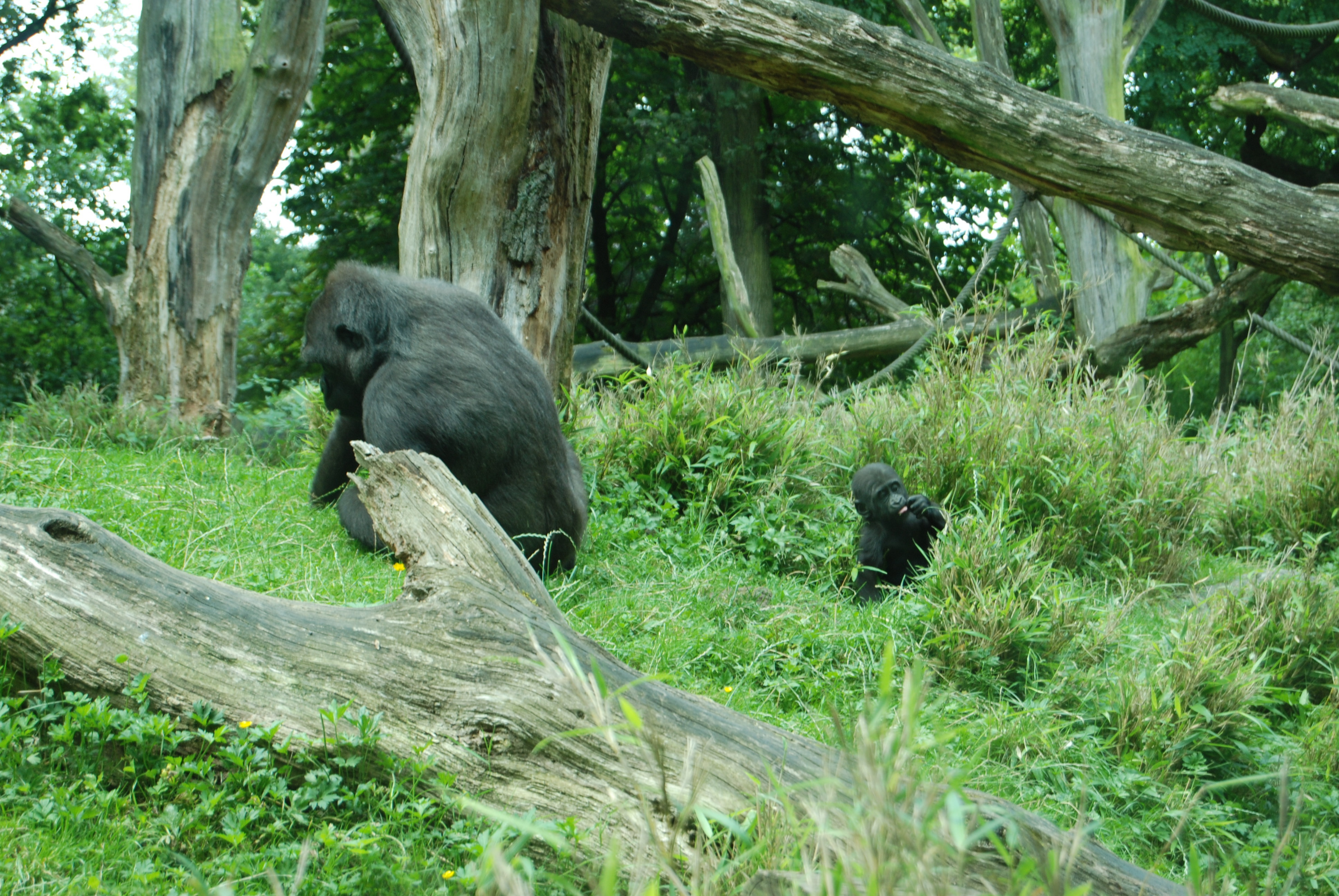 Gorilla Baby