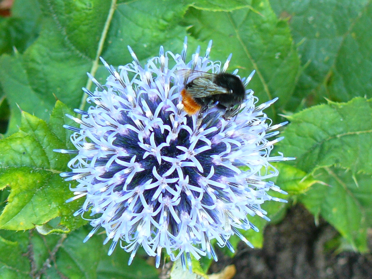 Hummel in blau