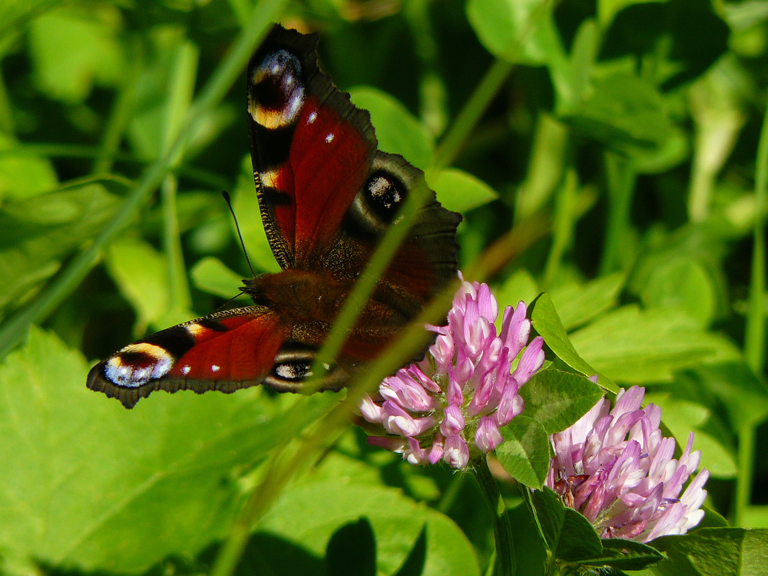 Sommertraum...