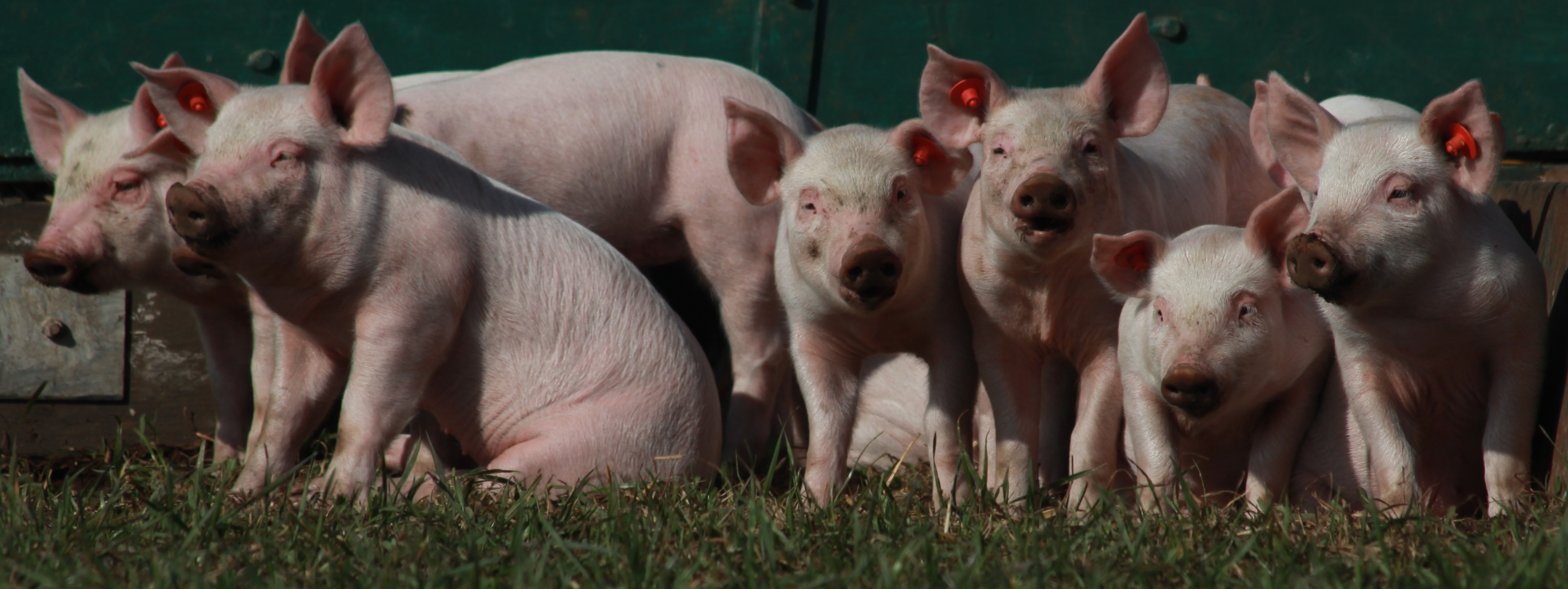 schweinische Freu(n)de