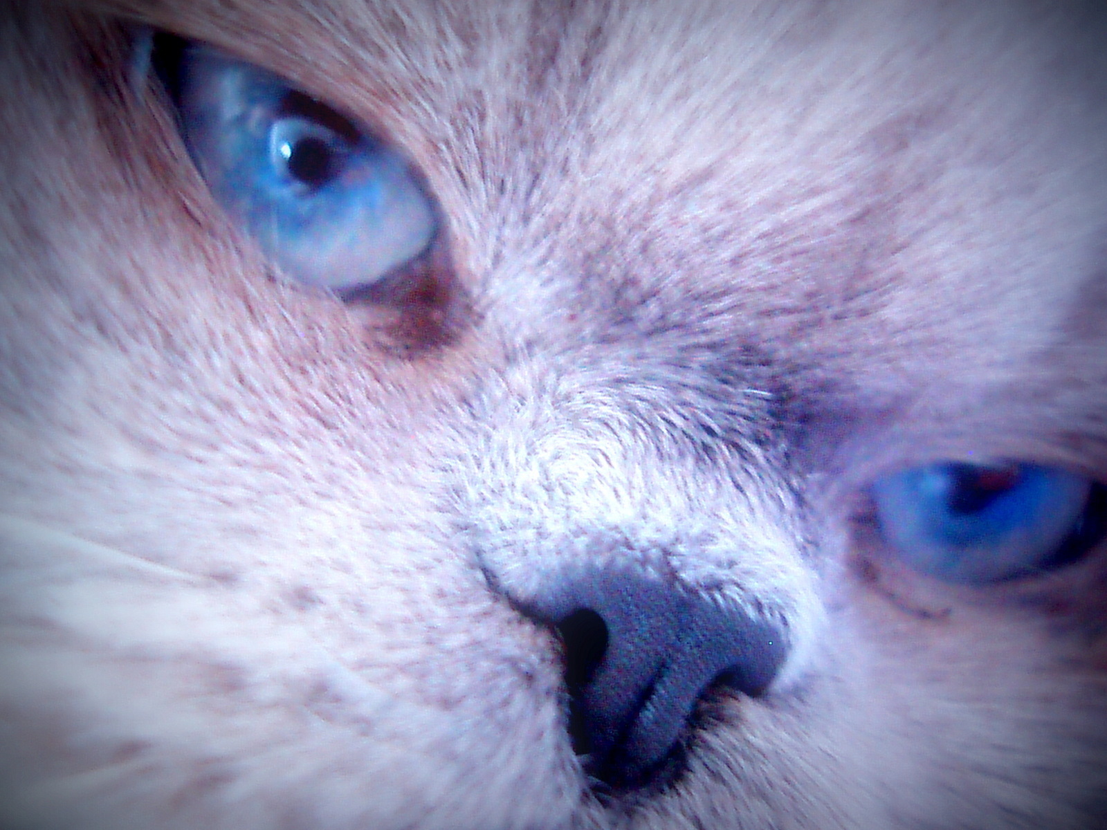 Hypnotische Katzenaugen