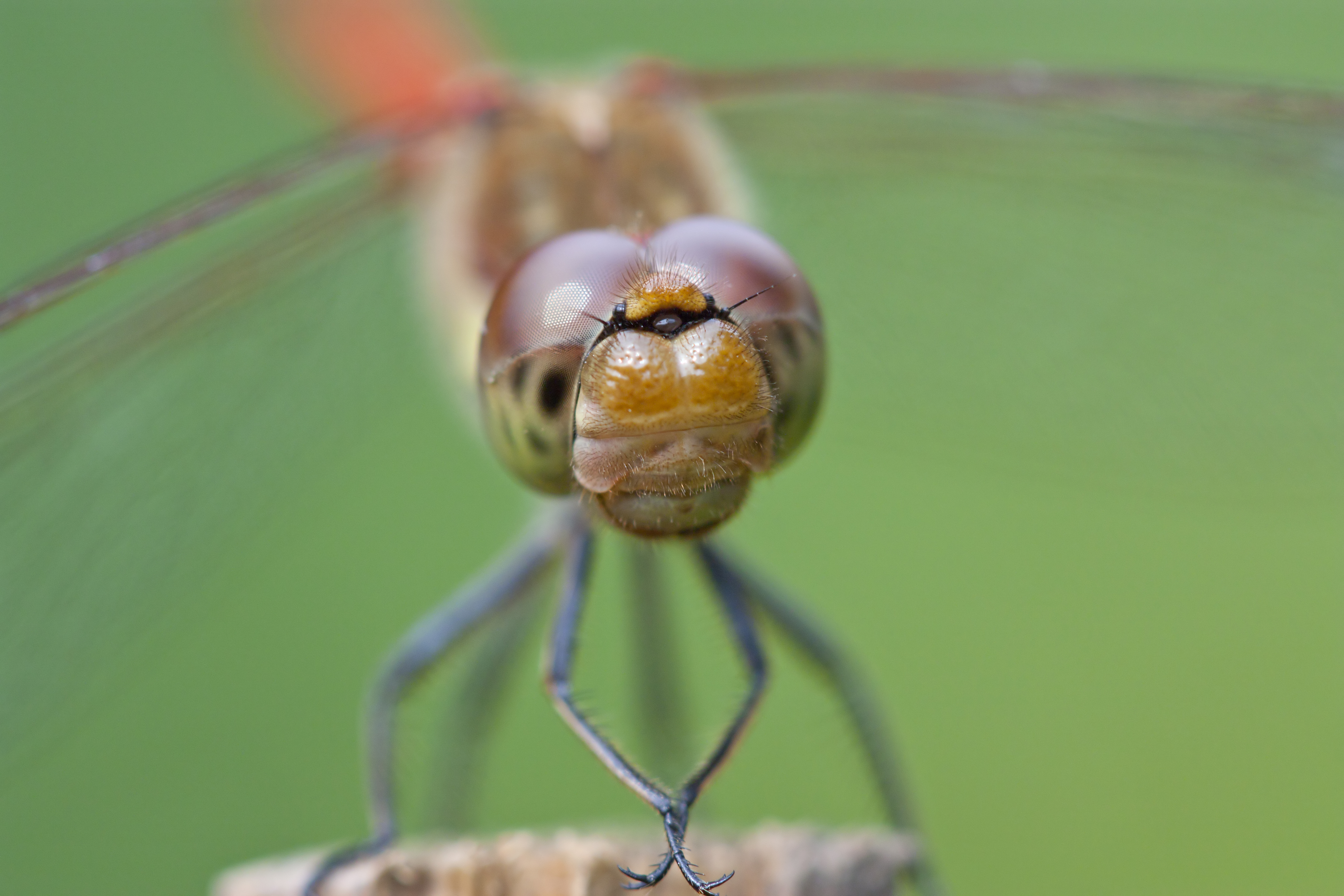 Libelle im Grünen