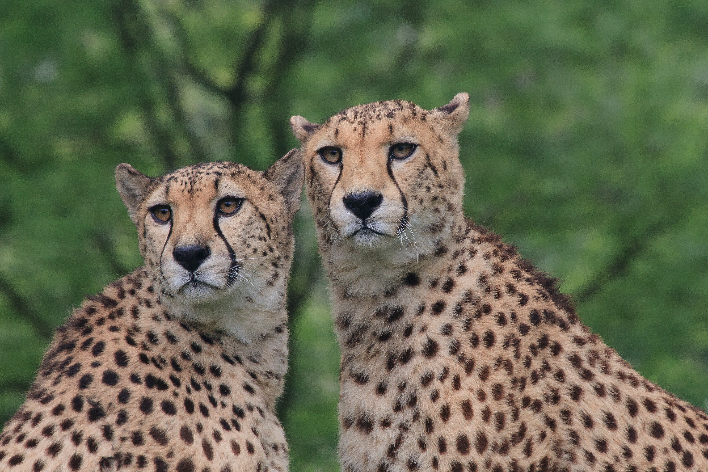 Geparden im Zoo Duisburg