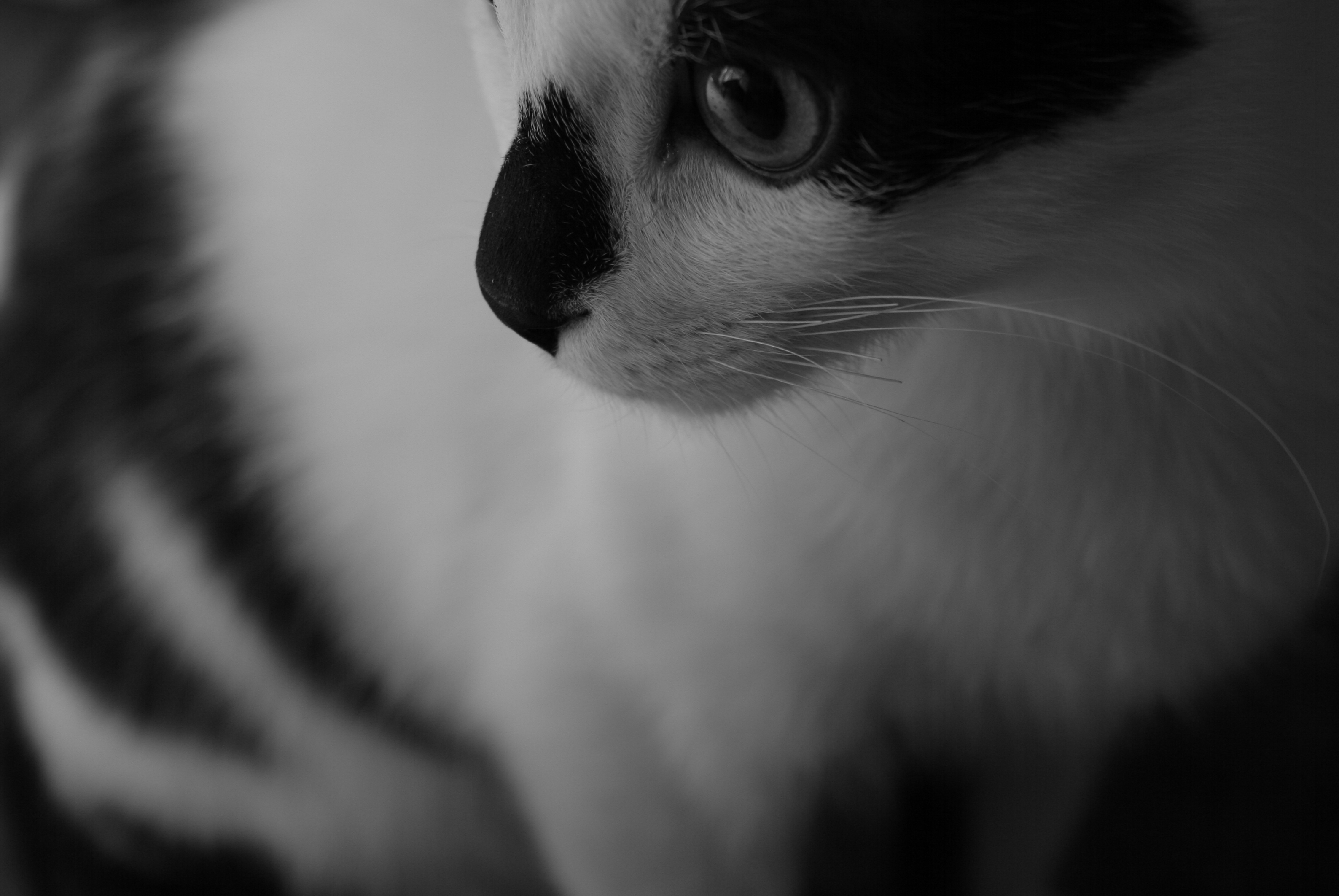 Kater und Schnurrhaar monochrom