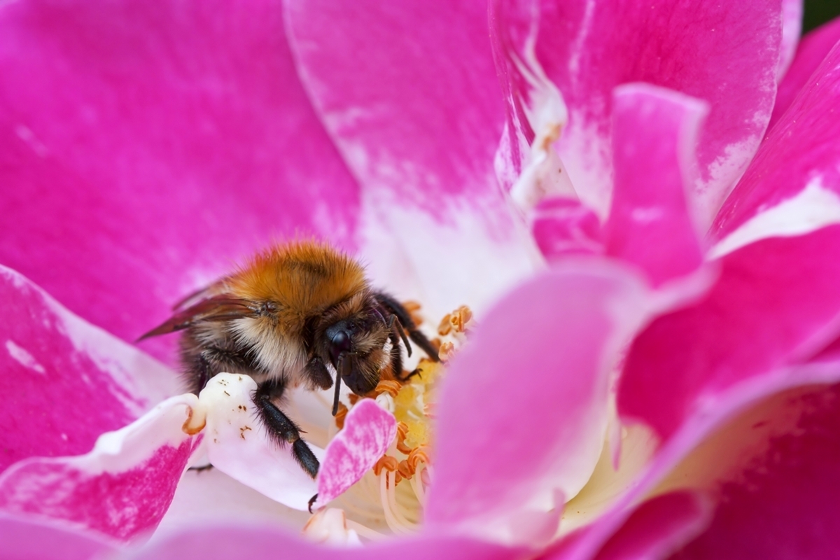 Bienchen, Bienchen...