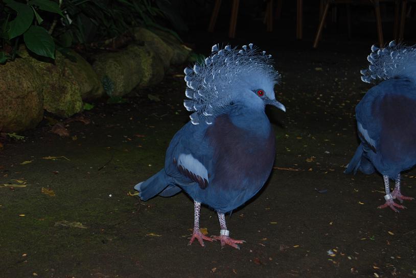Guck guck