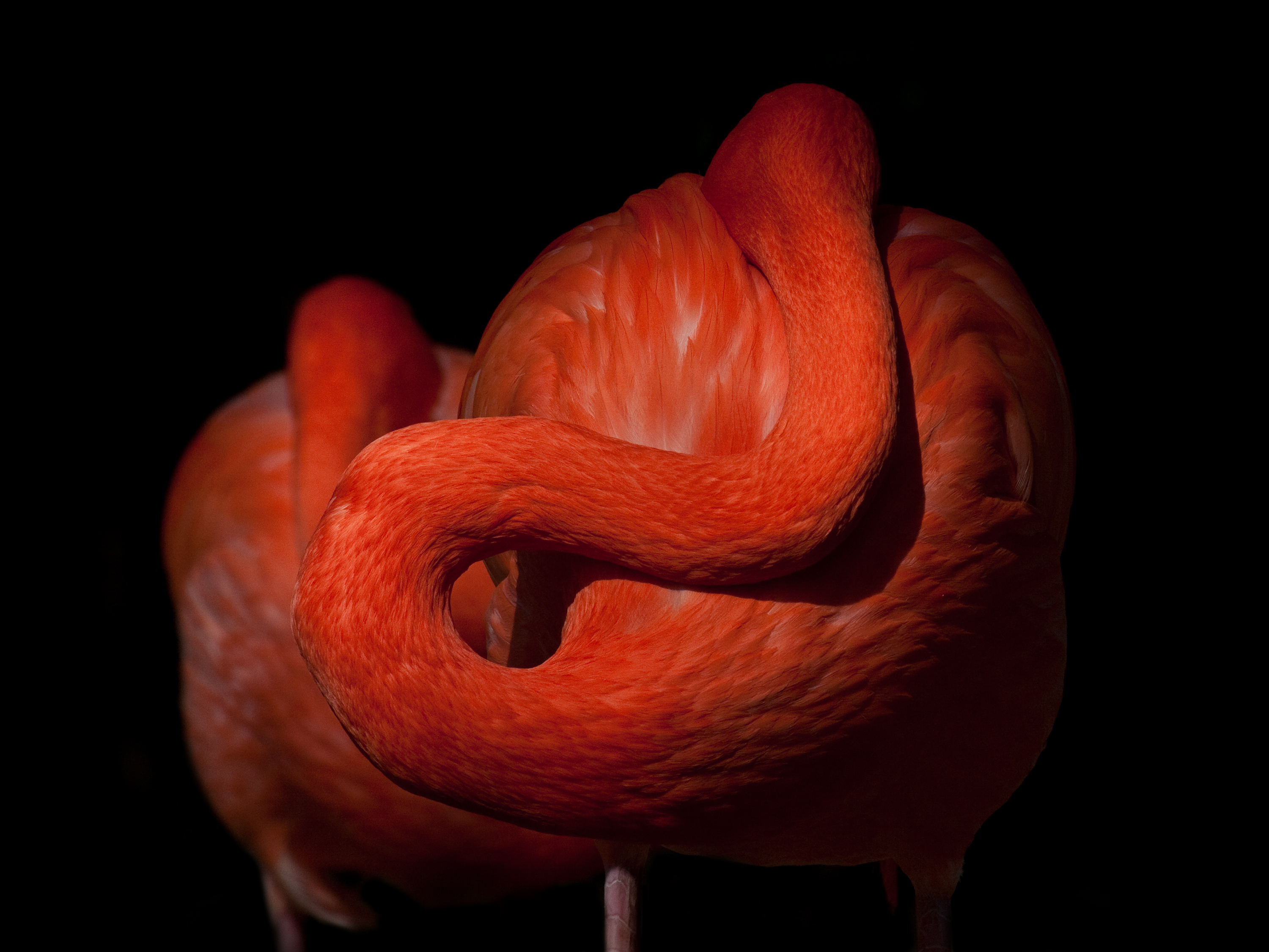 Flamingoschlaf