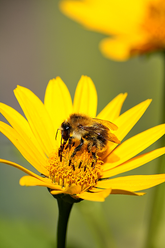 Hummel auf Mission