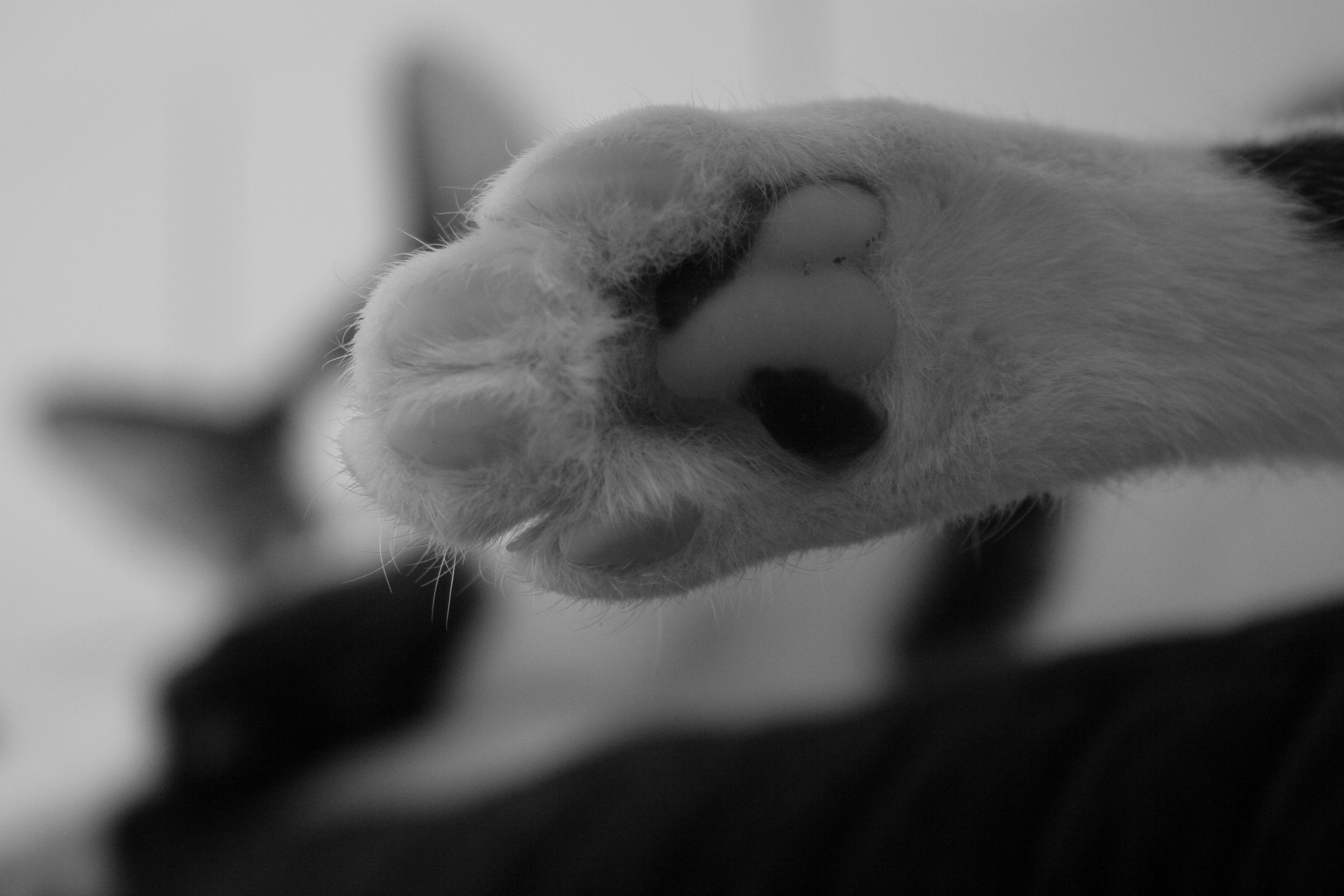 Pfote und Kater Monochrom
