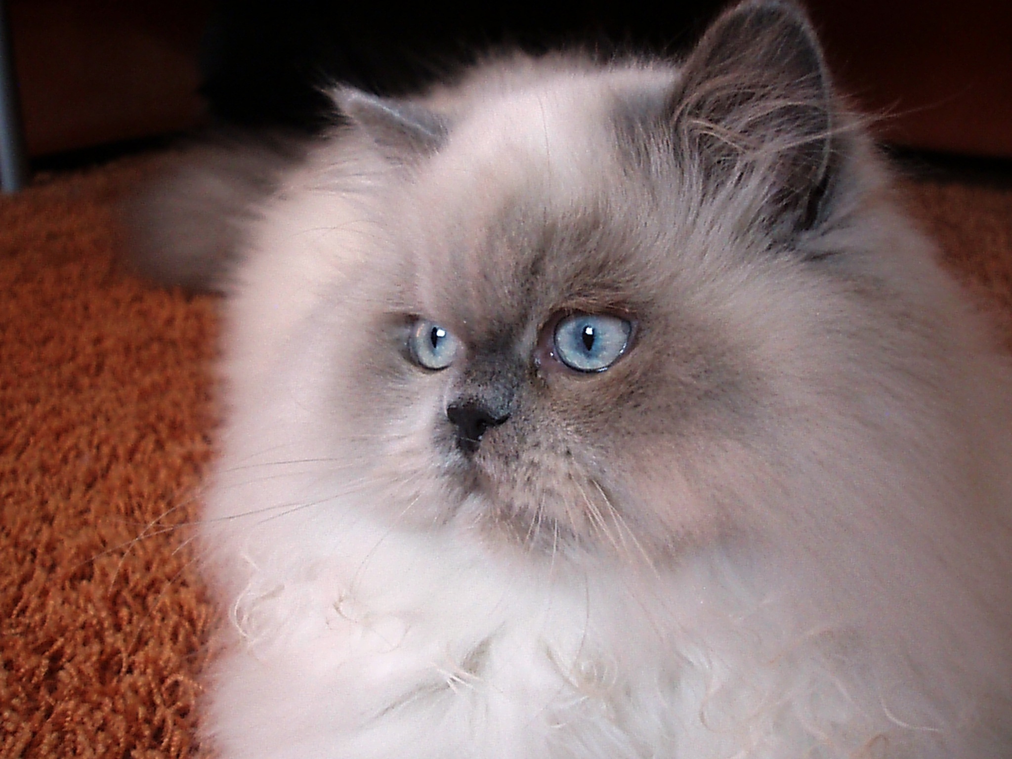 Himalayan Kater