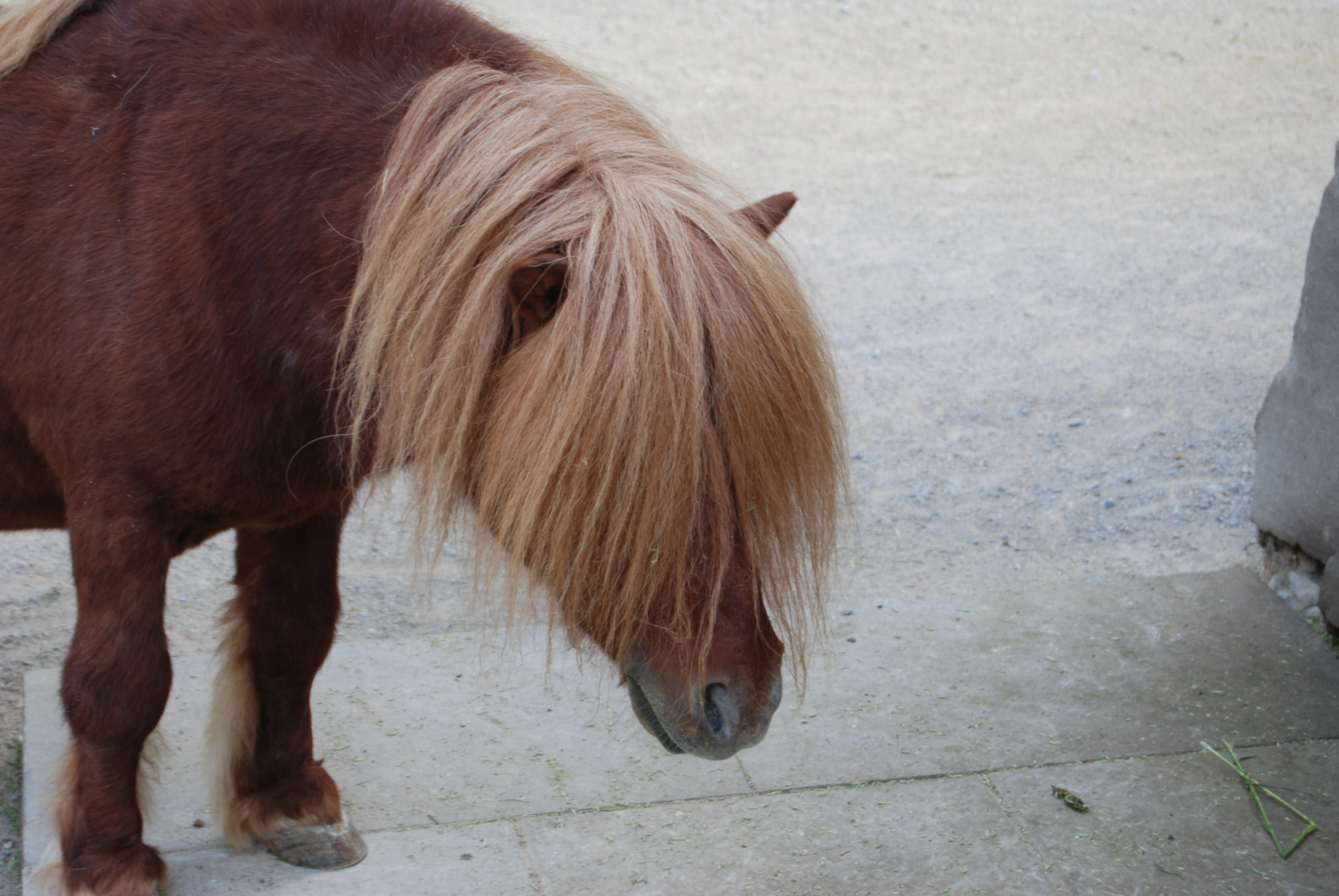 Pony mit Pony