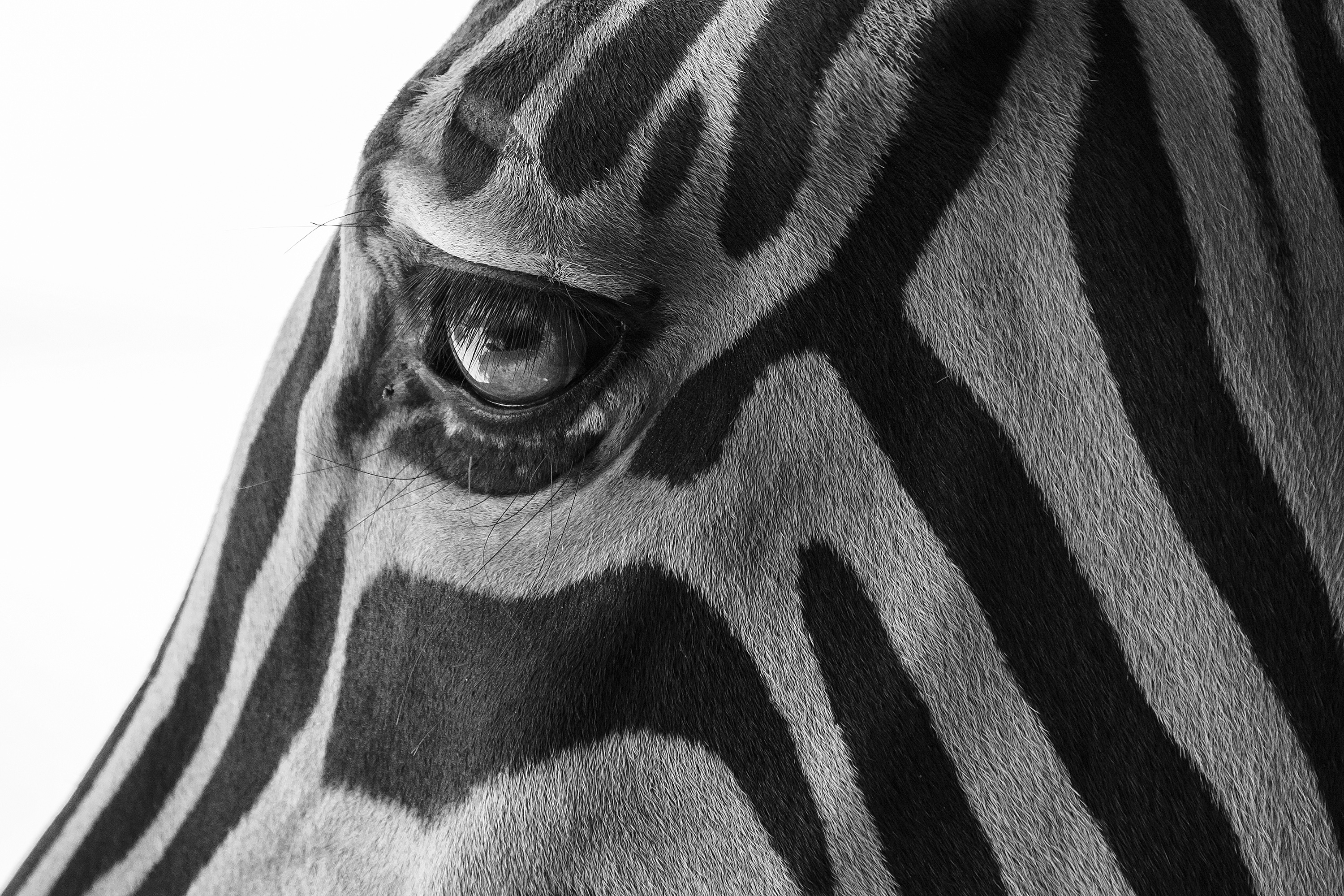 Zebrastreifen