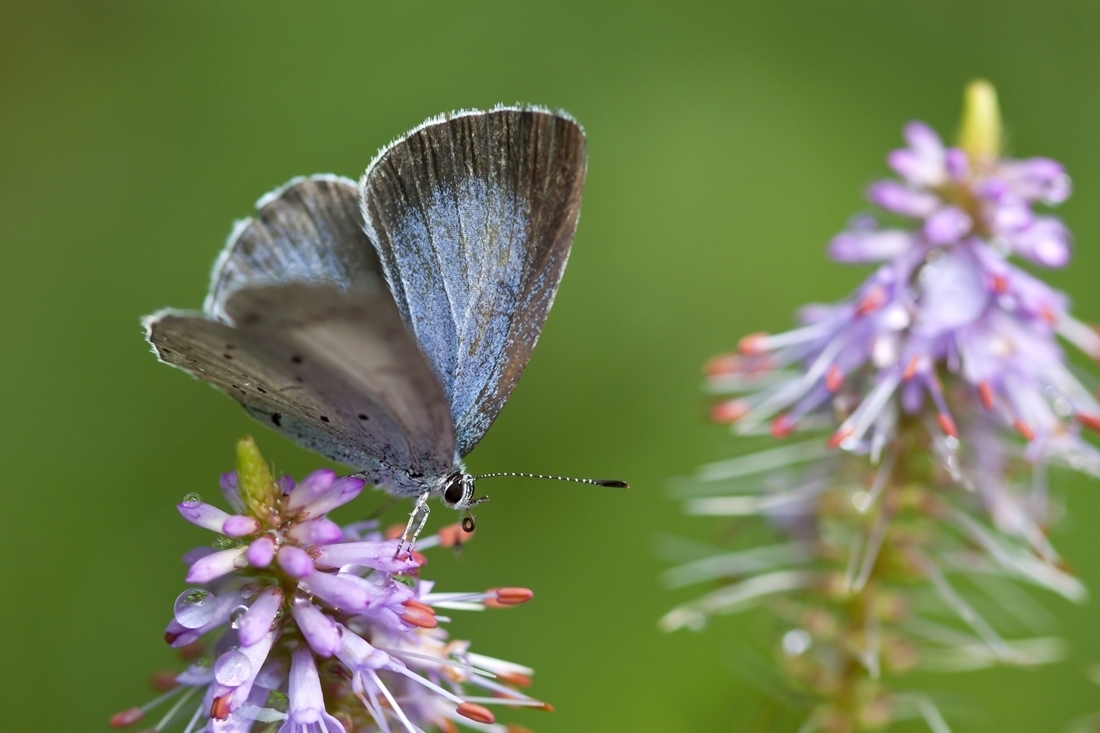 Schmetterling