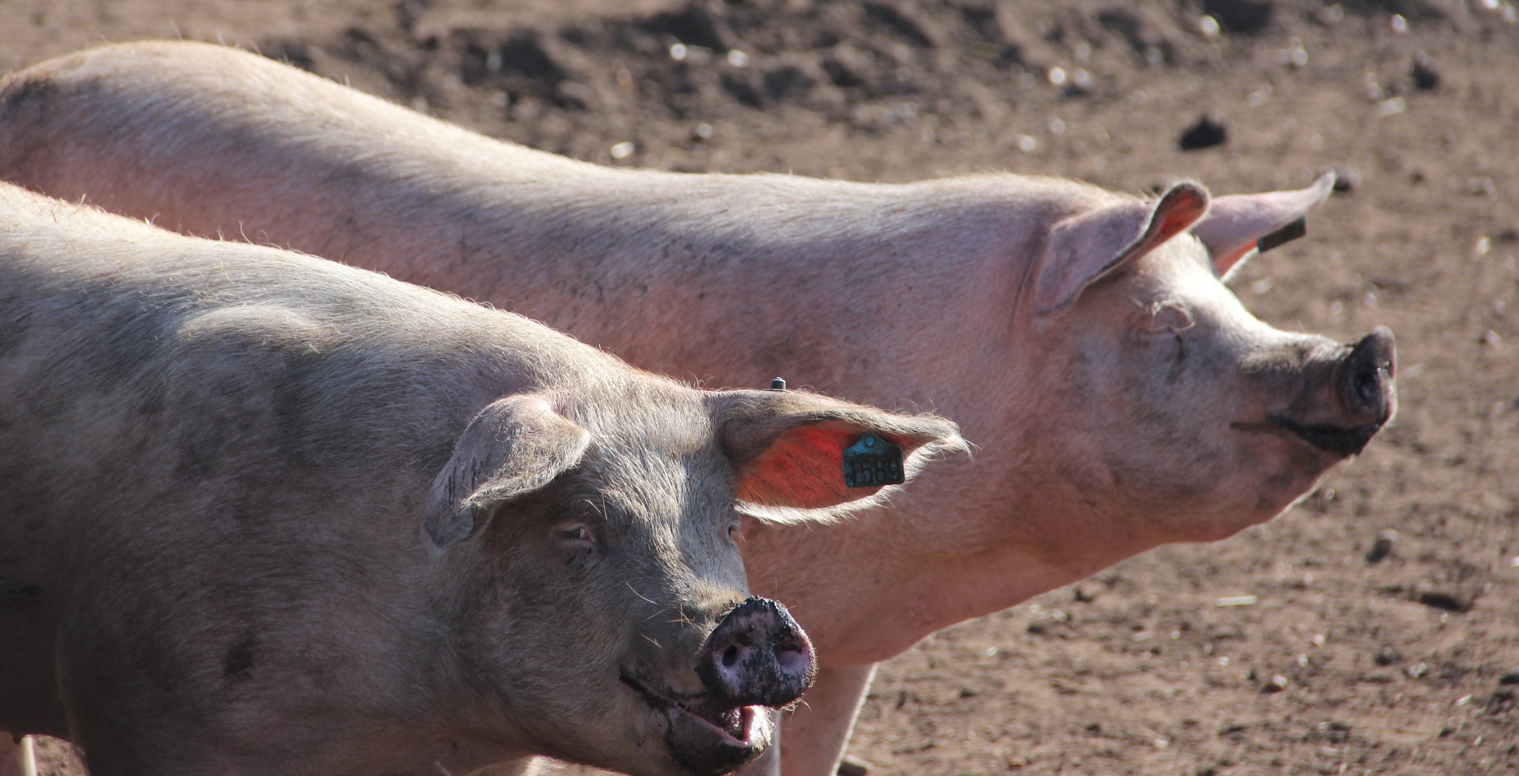 Schwein sein heißt frei sein
