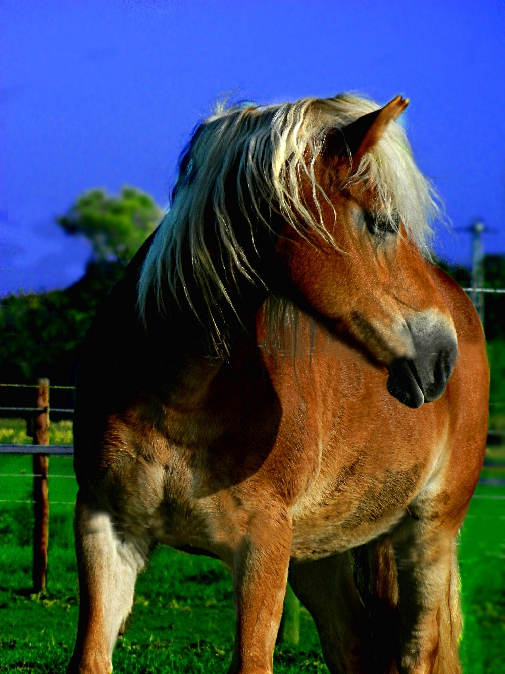 Pferd im Freien