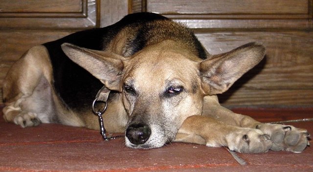 der tut nix, der will nur Siesta halten.