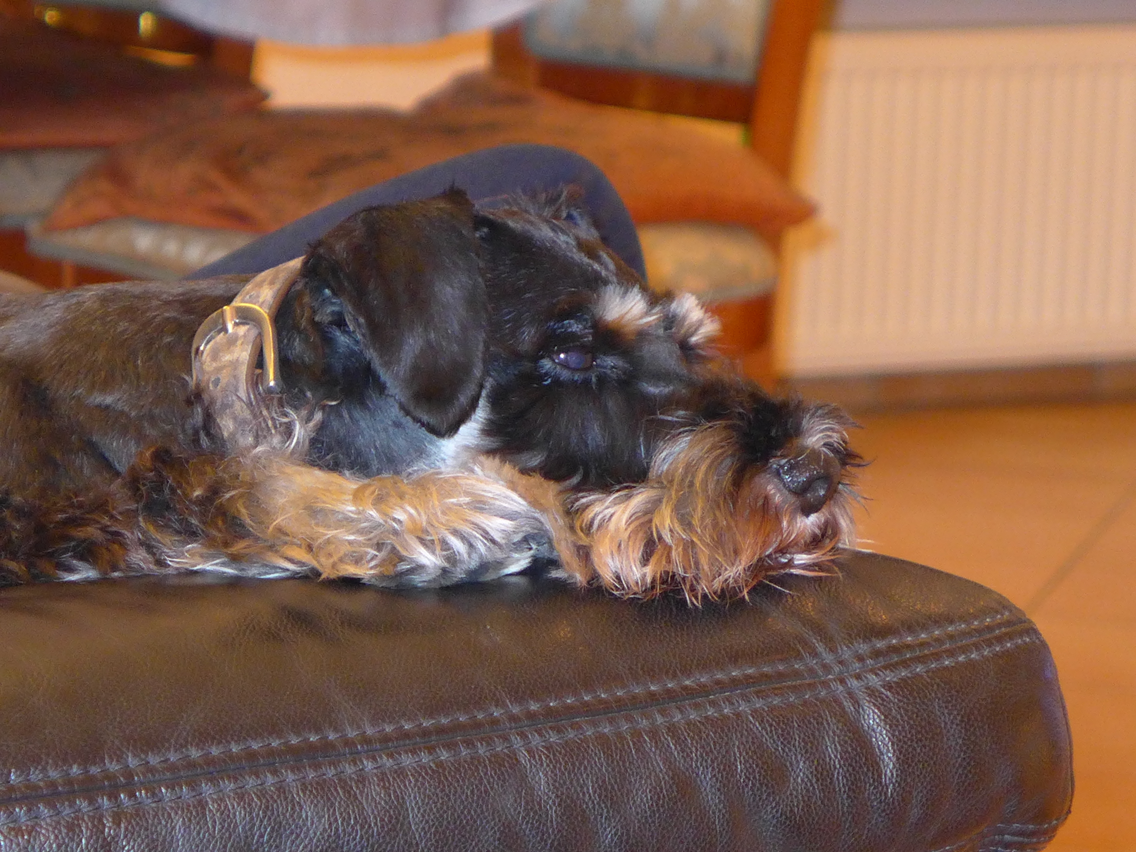 Furchtbares Fernsehen